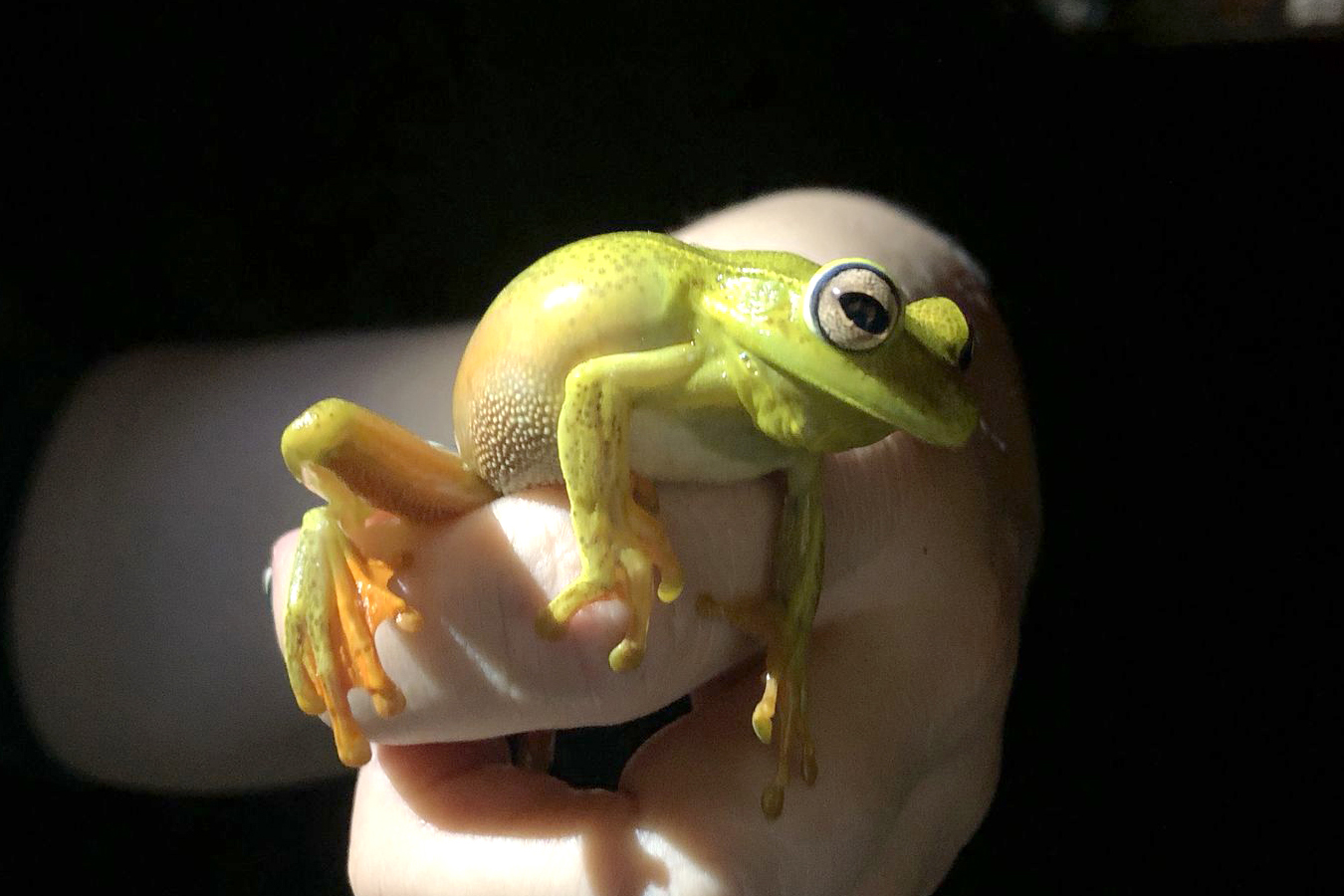 Programa ambiental Ponte de Guaratuba