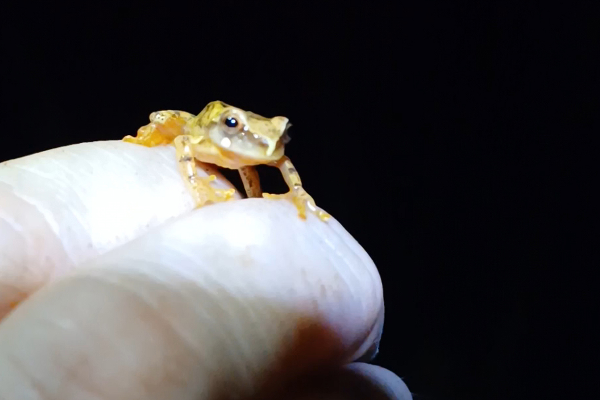 Programa ambiental Ponte de Guaratuba