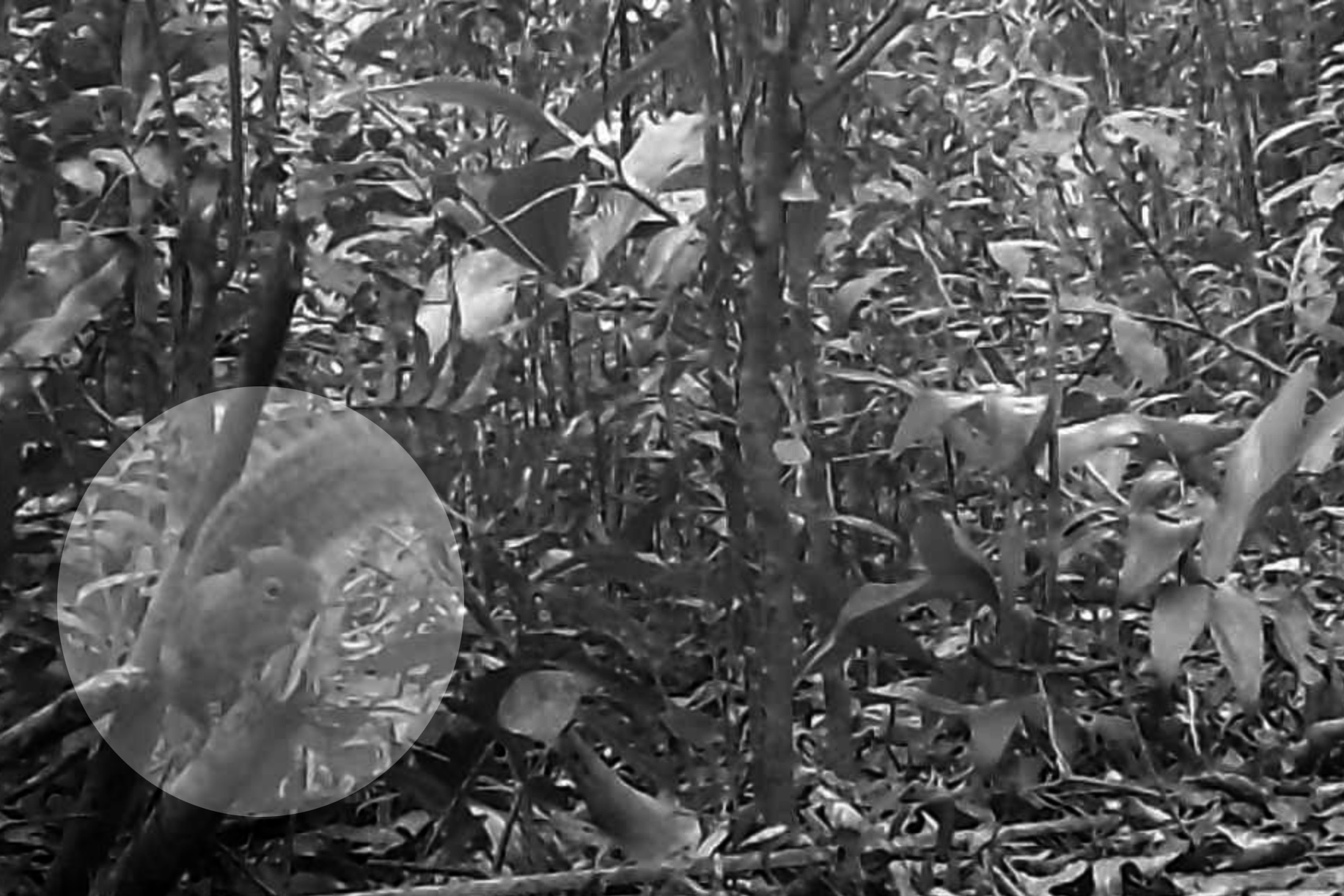 Programa ambiental Ponte de Guaratuba