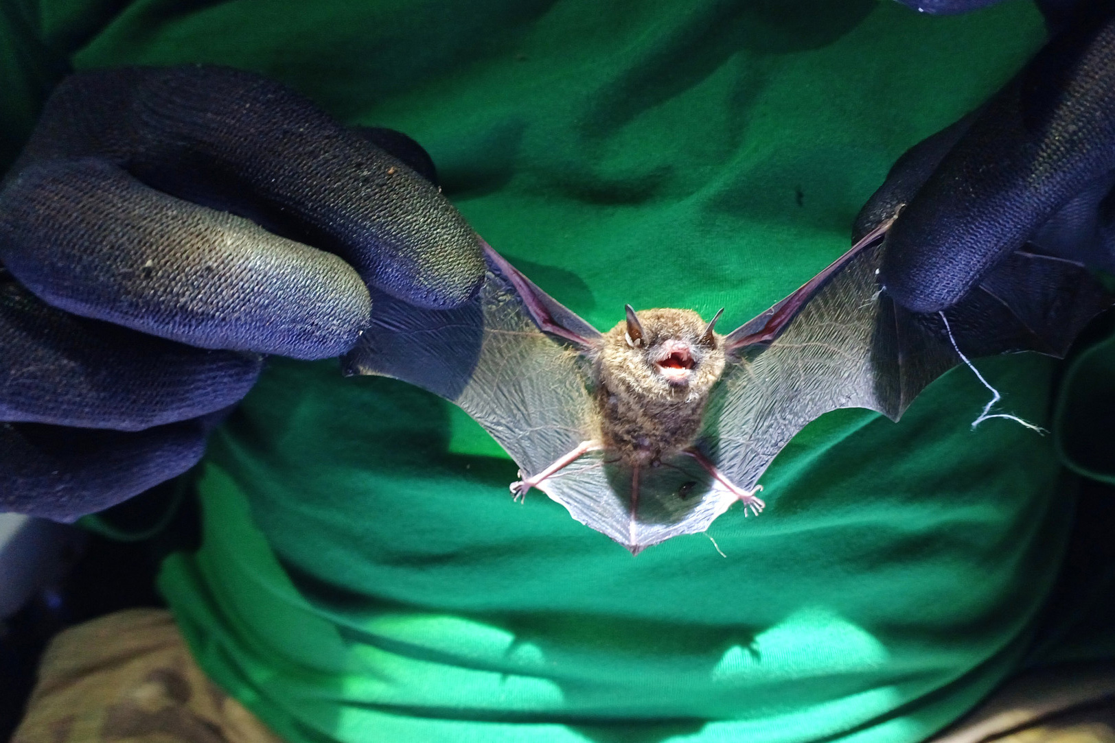 Programa ambiental Ponte de Guaratuba