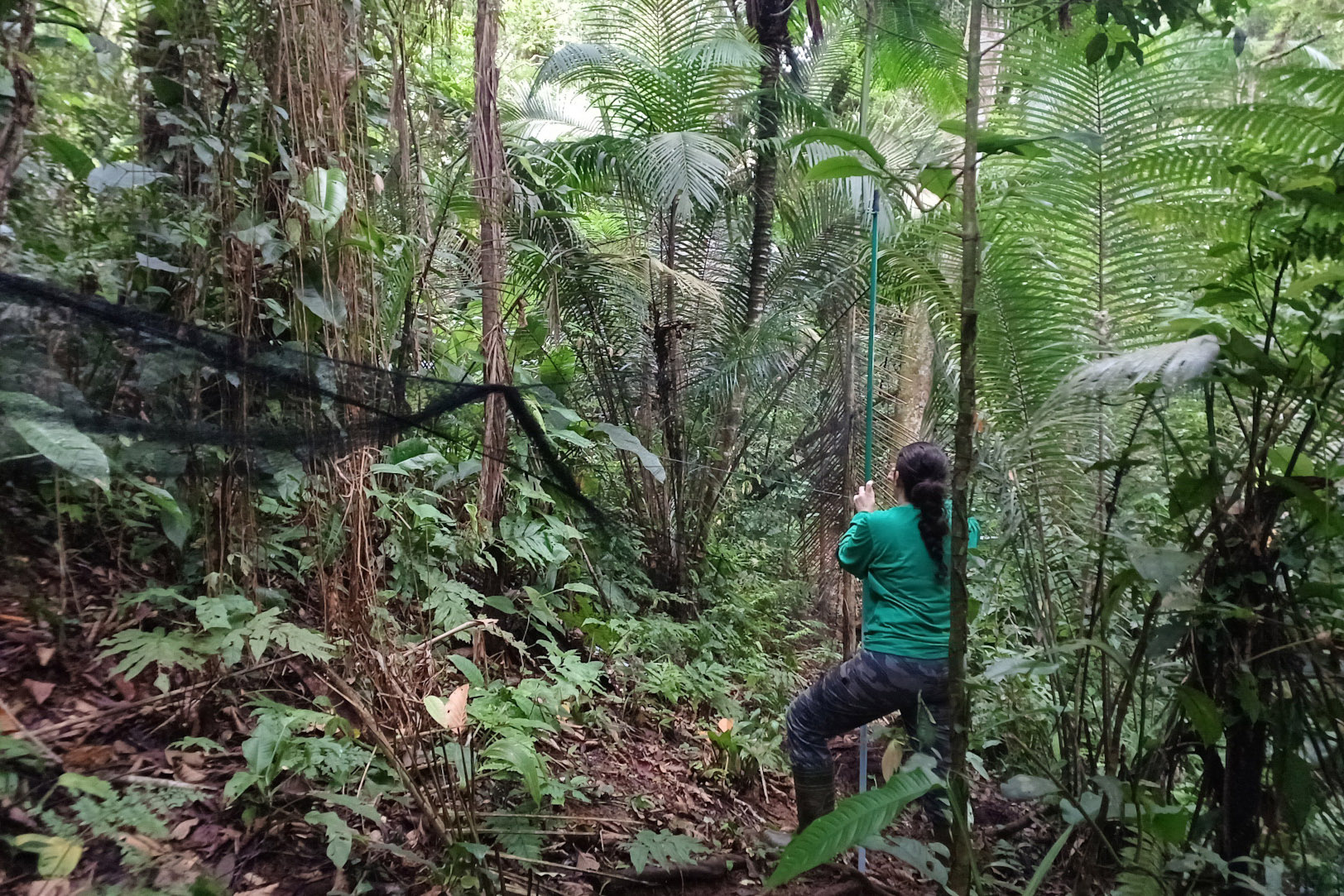 Programa ambiental Ponte de Guaratuba