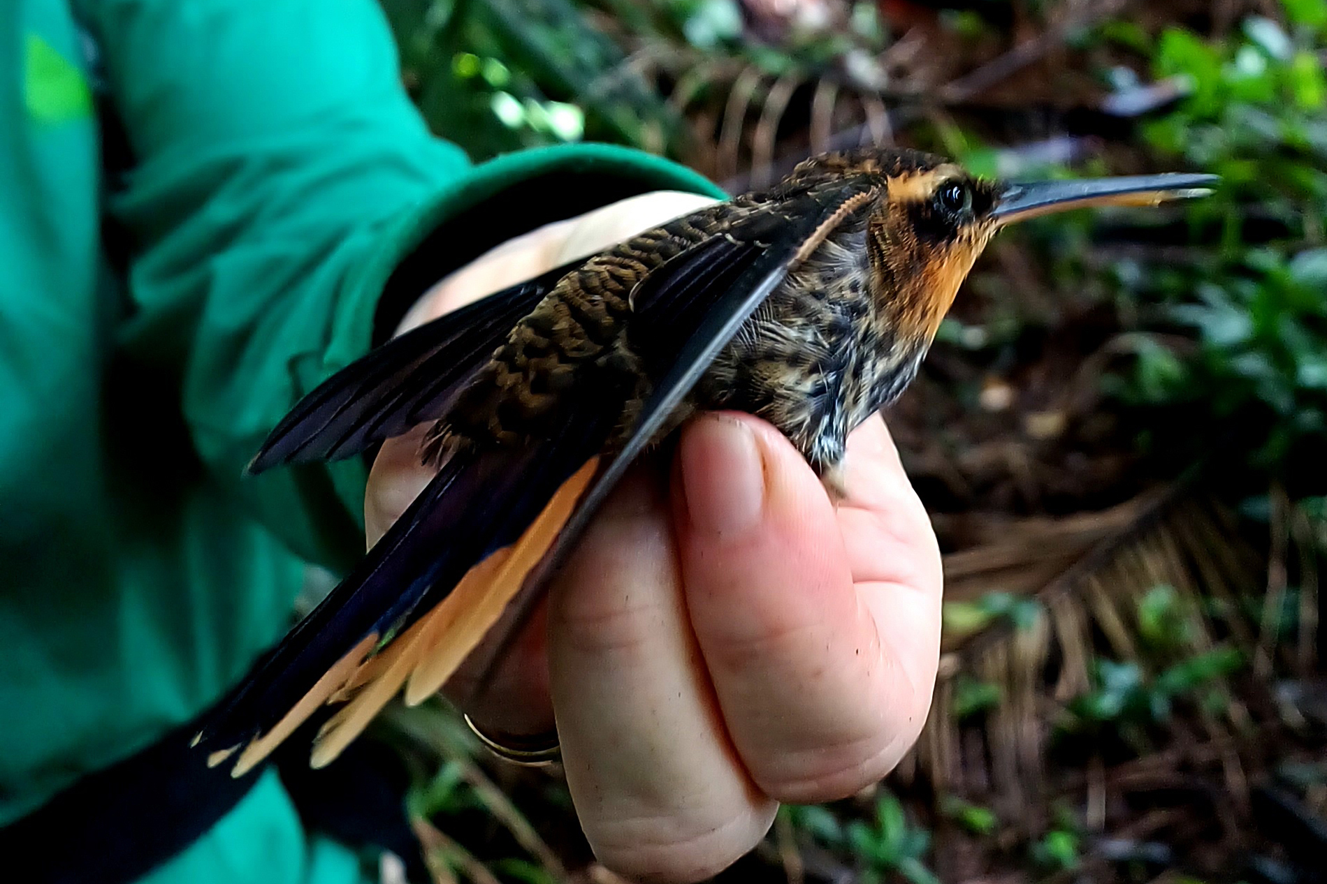 Programa ambiental Ponte de Guaratuba