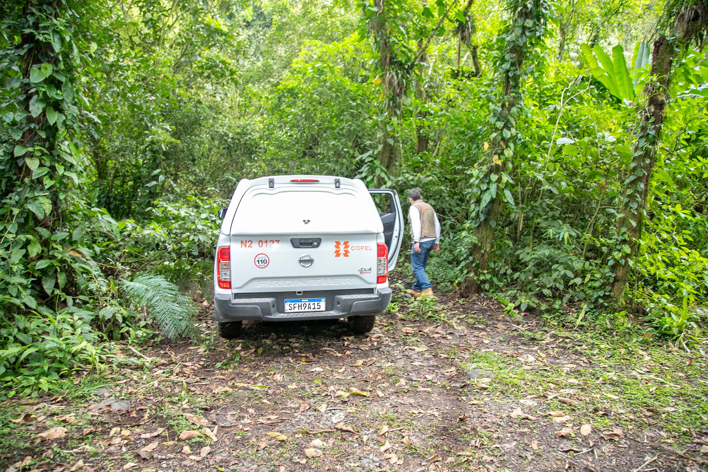COPEL - Florestas protegidas pela Copel abrigam espécies vulneráveis da flora nativa