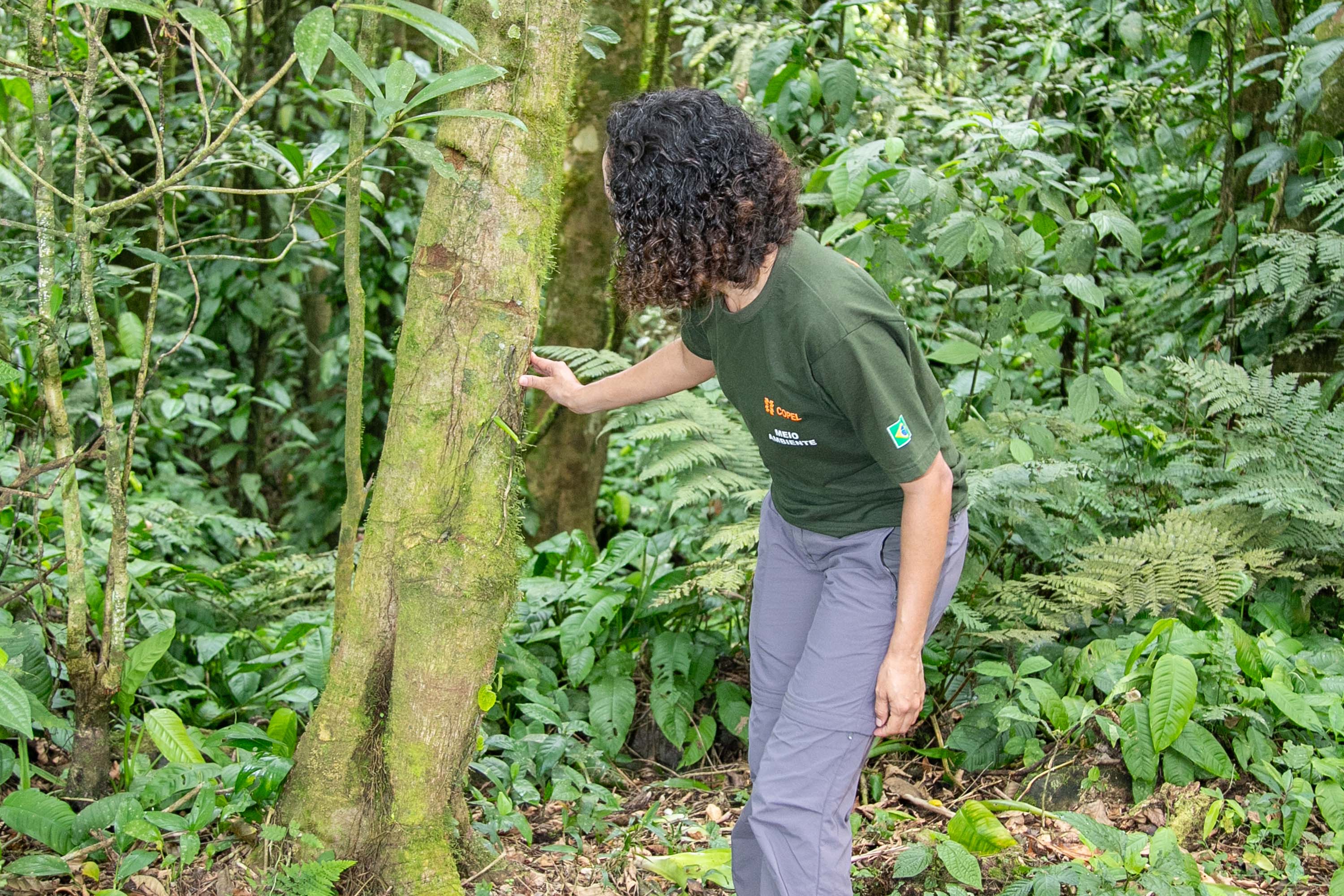 COPEL - Florestas protegidas pela Copel abrigam espécies vulneráveis da flora nativa