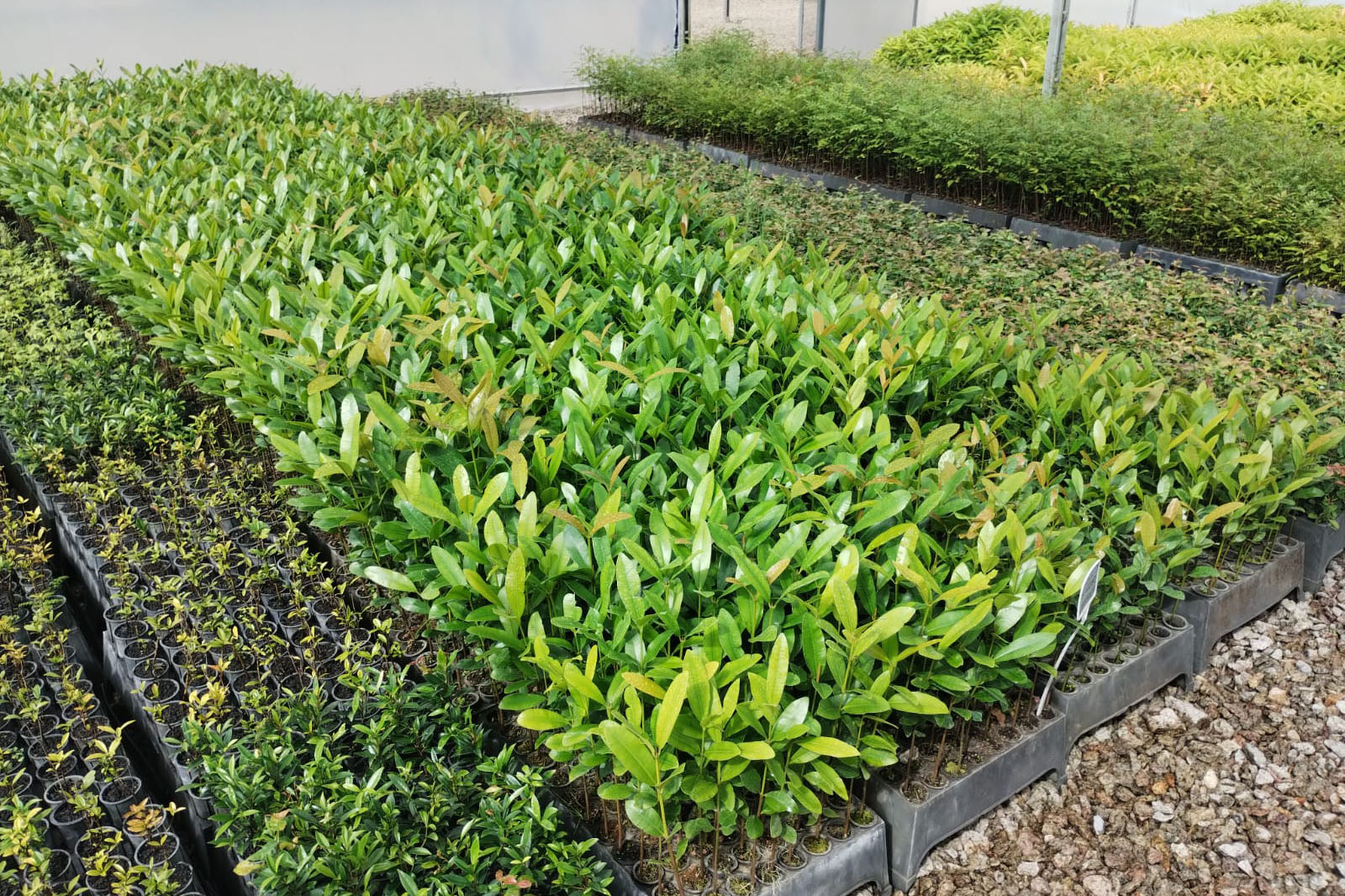Parceria entre IAT e Sociedade Chauá vai ampliar conservação de espécies da flora paranaense