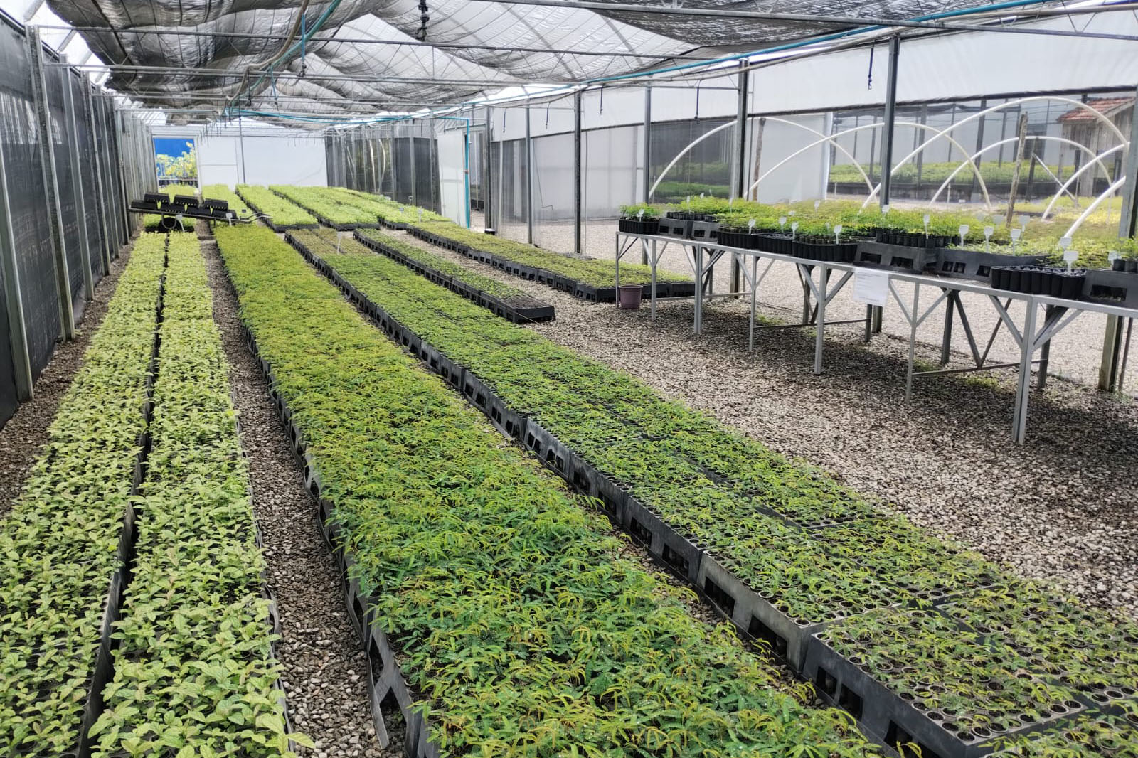 Parceria entre IAT e Sociedade Chauá vai ampliar conservação de espécies da flora paranaense