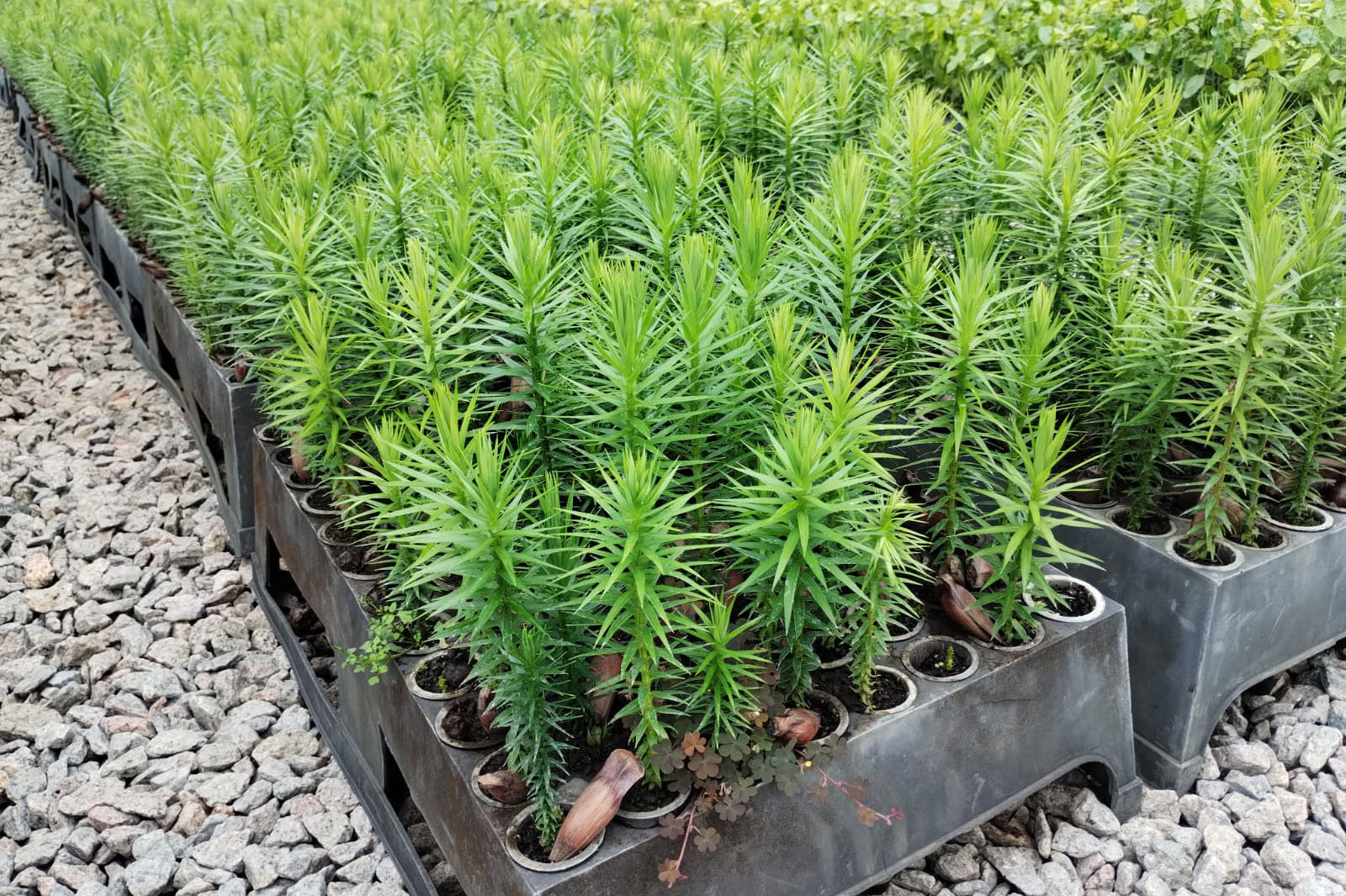 Parceria entre IAT e Sociedade Chauá vai ampliar conservação de espécies da flora paranaense