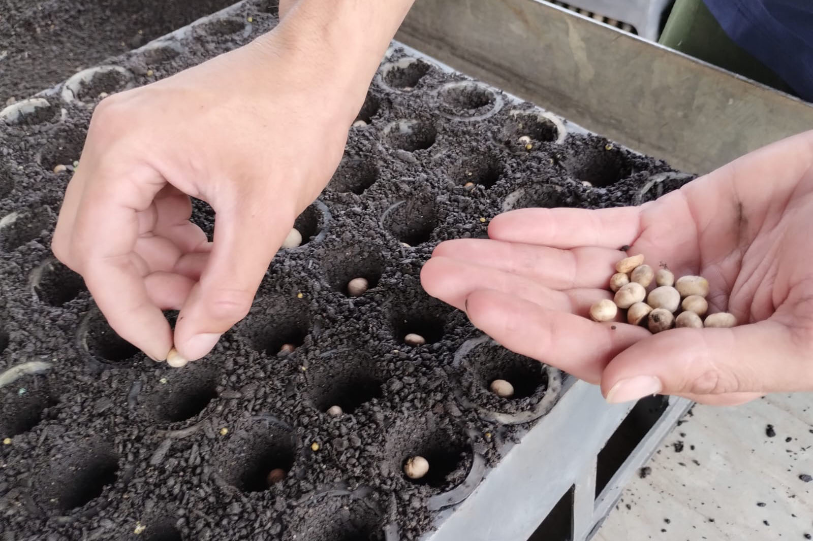 Parceria entre IAT e Sociedade Chauá vai ampliar conservação de espécies da flora paranaense