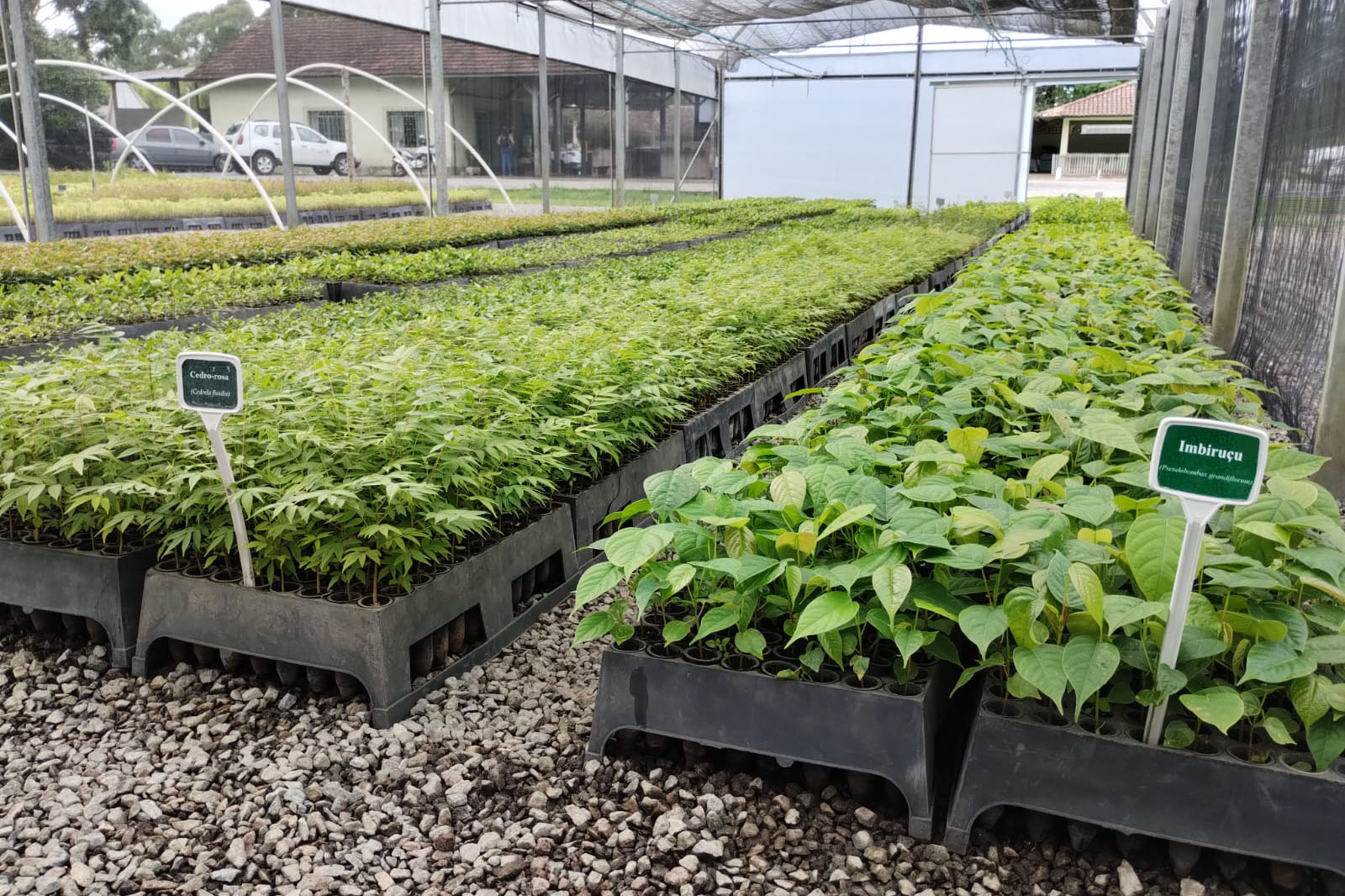 Parceria entre IAT e Sociedade Chauá vai ampliar conservação de espécies da flora paranaense