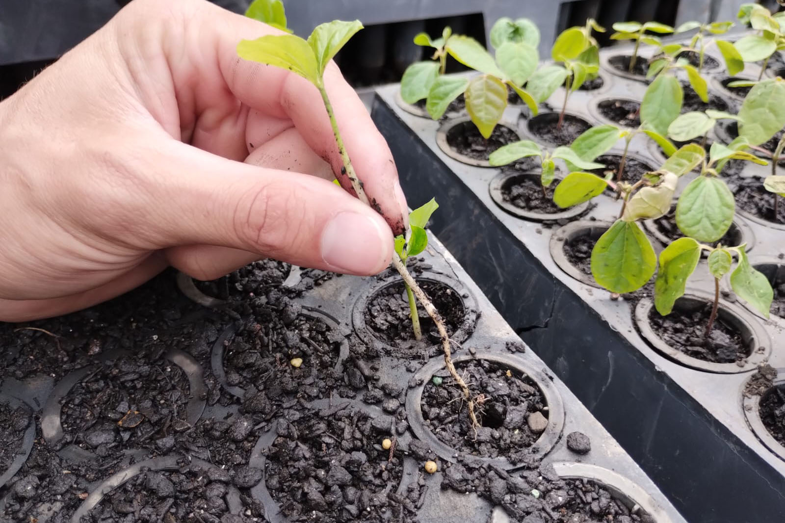 Parceria entre IAT e Sociedade Chauá vai ampliar conservação de espécies da flora paranaense