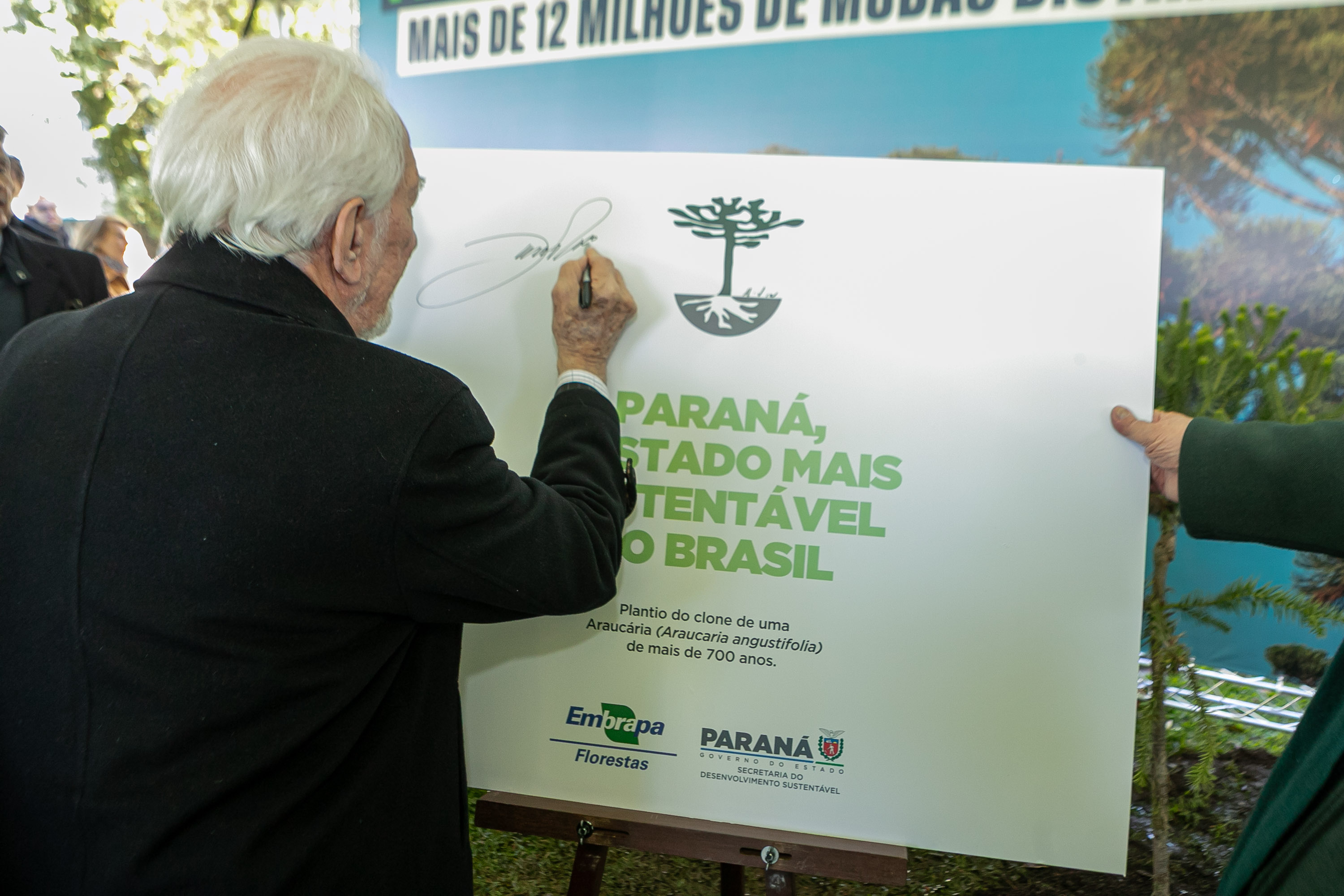 PLANTIO DE ARAUCARIA VICE