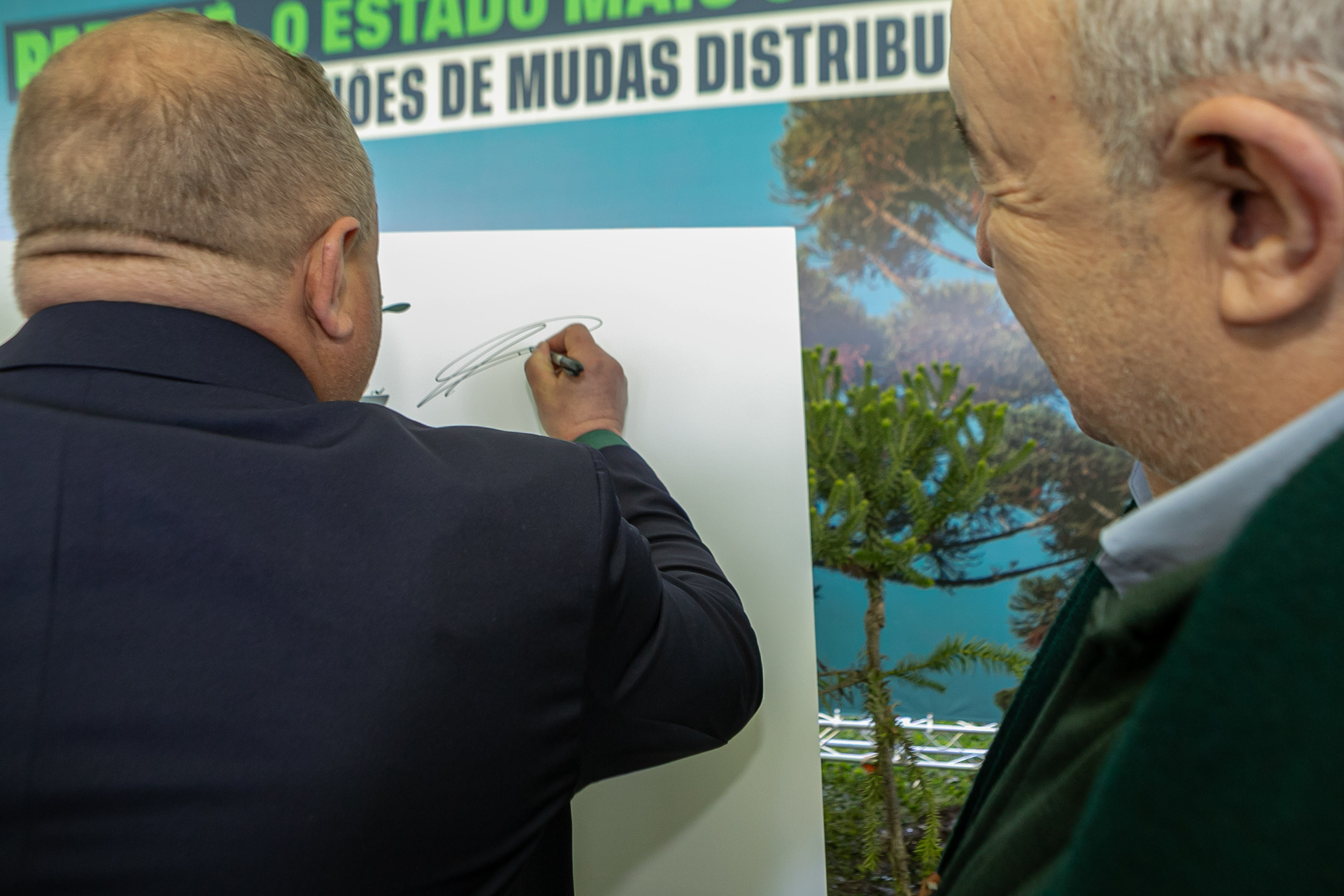 PLANTIO DE ARAUCARIA VICE