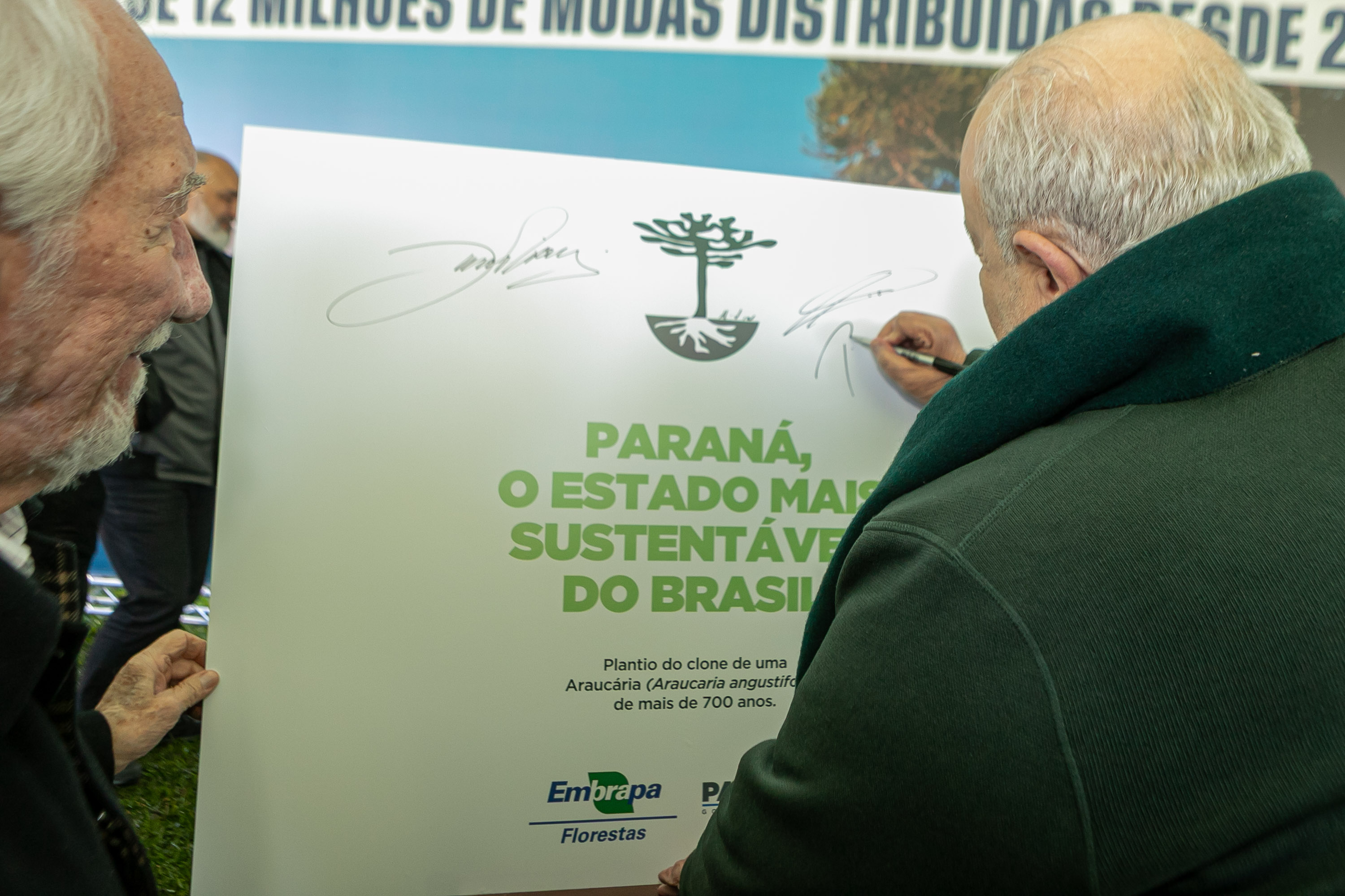 PLANTIO DE ARAUCARIA VICE