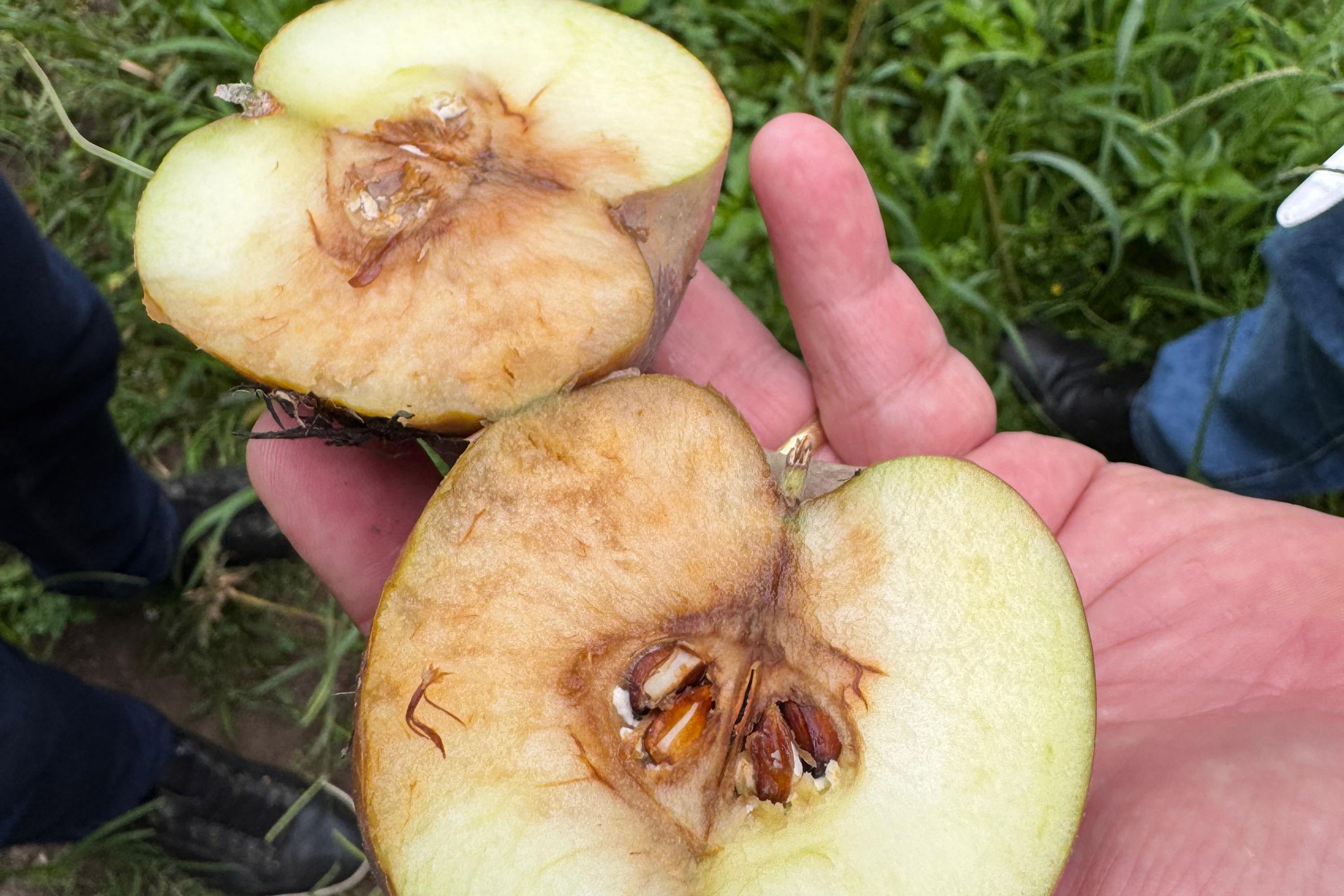 Paraná lidera inovação com tecnologia europeia adaptada para agricultura tropical