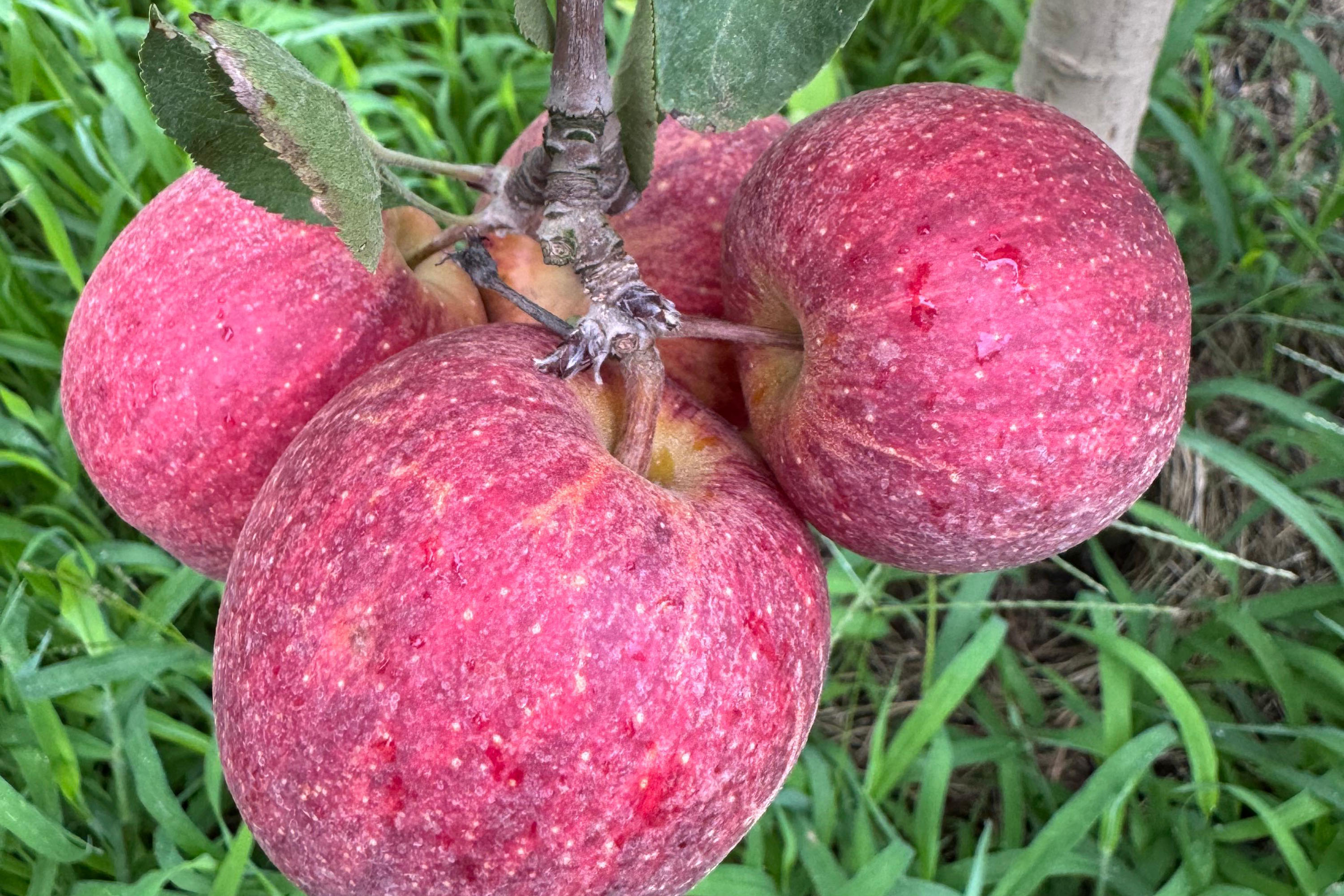 Paraná lidera inovação com tecnologia europeia adaptada para agricultura tropical