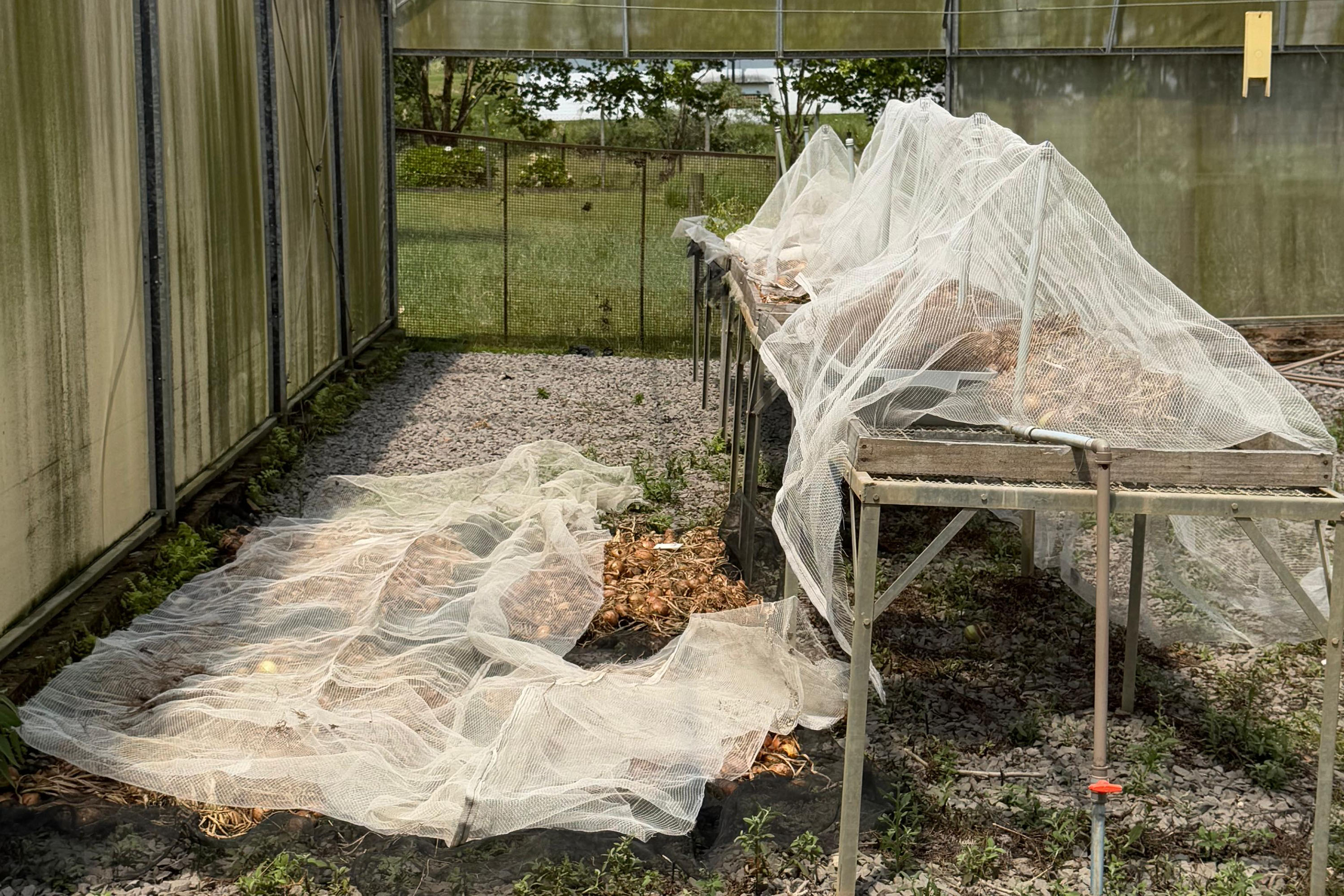 Paraná lidera inovação com tecnologia europeia adaptada para agricultura tropical