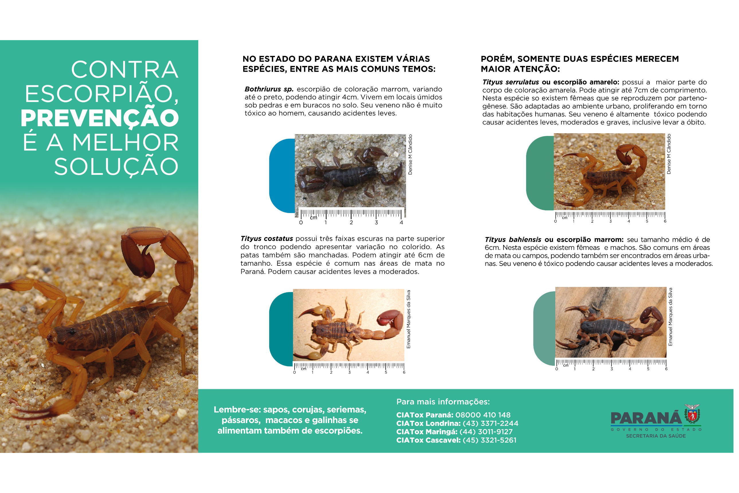Saúde reforça cuidados e medidas de prevenção para evitar acidentes com escorpiões no Paraná