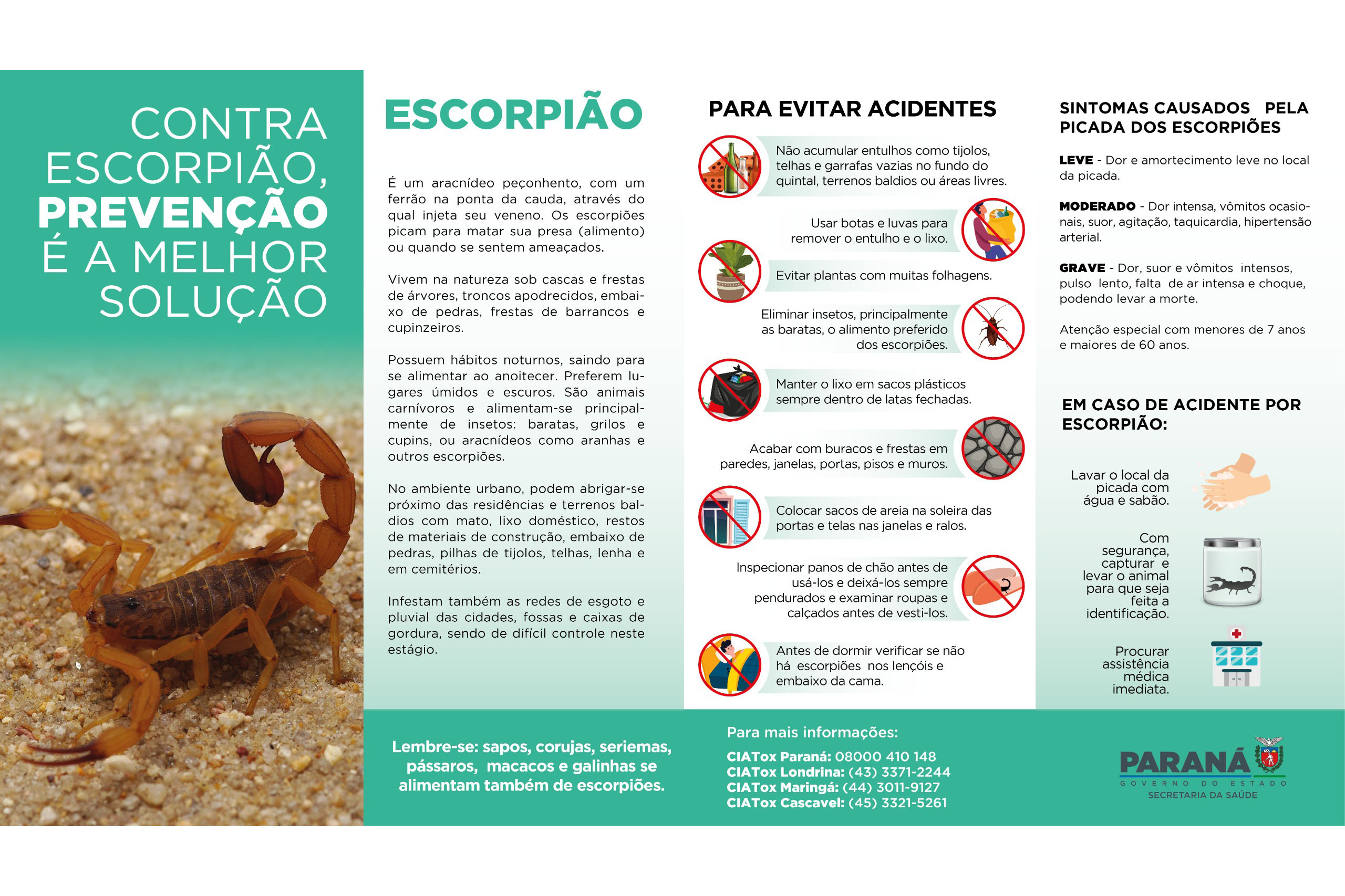 Saúde reforça cuidados e medidas de prevenção para evitar acidentes com escorpiões no Paraná