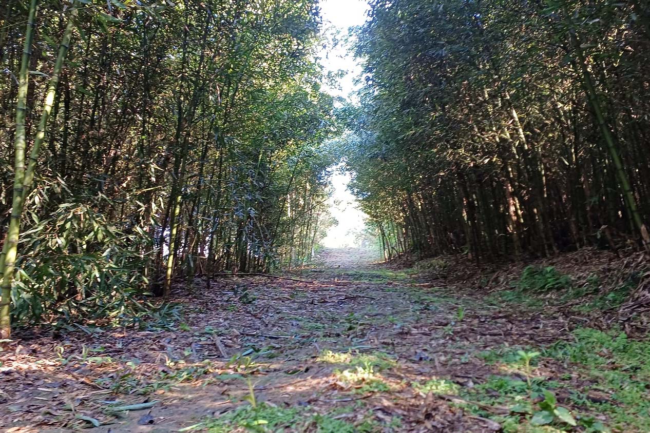 Opção para o final de semana: São José dos Pinhais oferece turismo em meio à Mata Atlântica