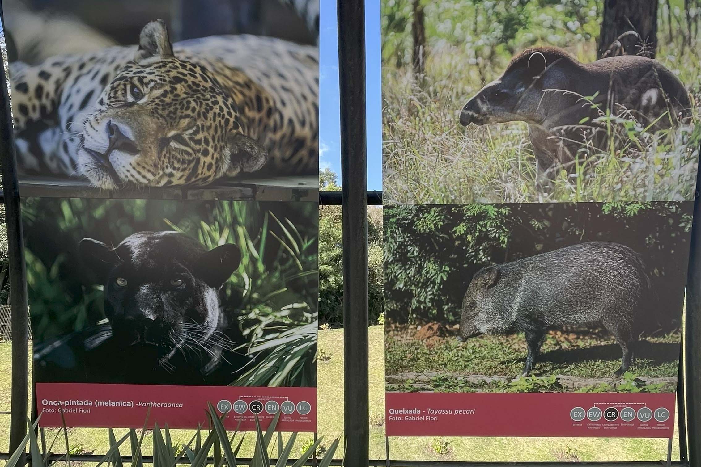 Exposição Fauna Ameaçada é Fauna a Ser Salva" atrai turistas para o Jardim Botânico de Curitiba