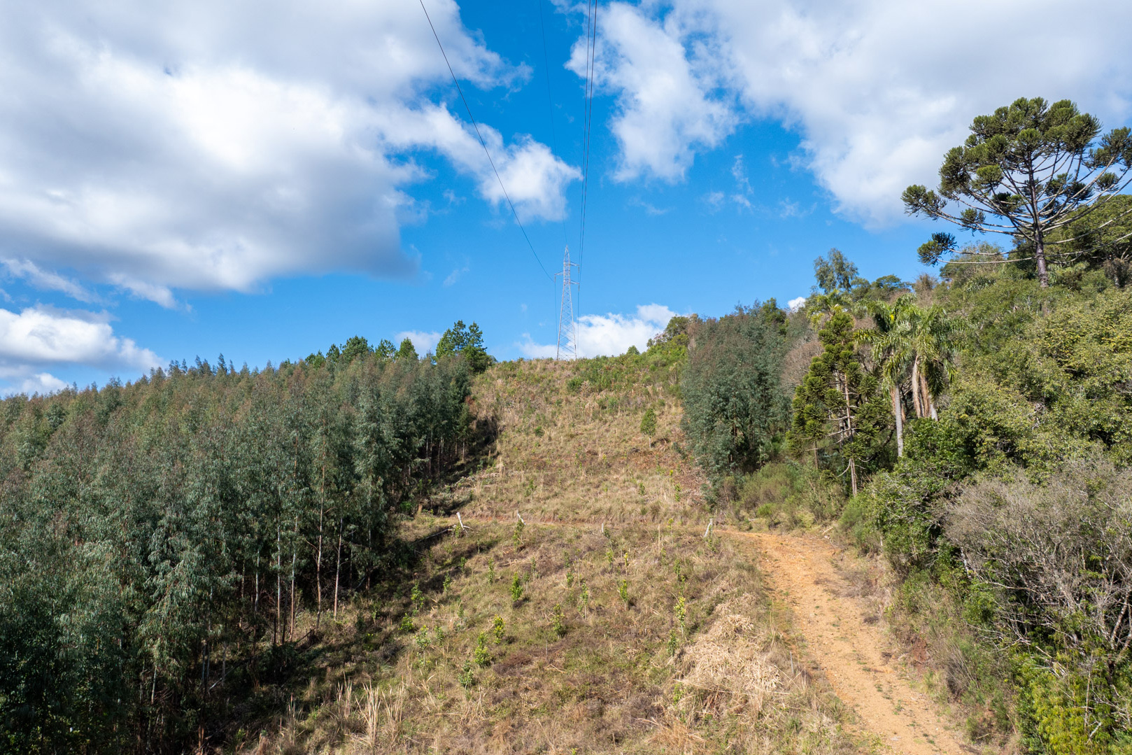 COPEL - Propriedade rural cumpre a Lei Estadual da Faixa Limpa com solução rentável e sem danos à rede elétrica