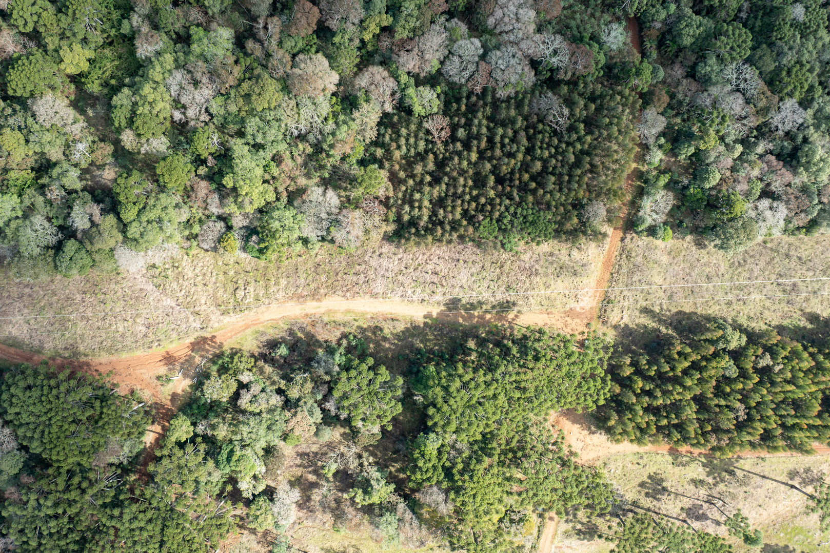 COPEL - Propriedade rural cumpre a Lei Estadual da Faixa Limpa com solução rentável e sem danos à rede elétrica