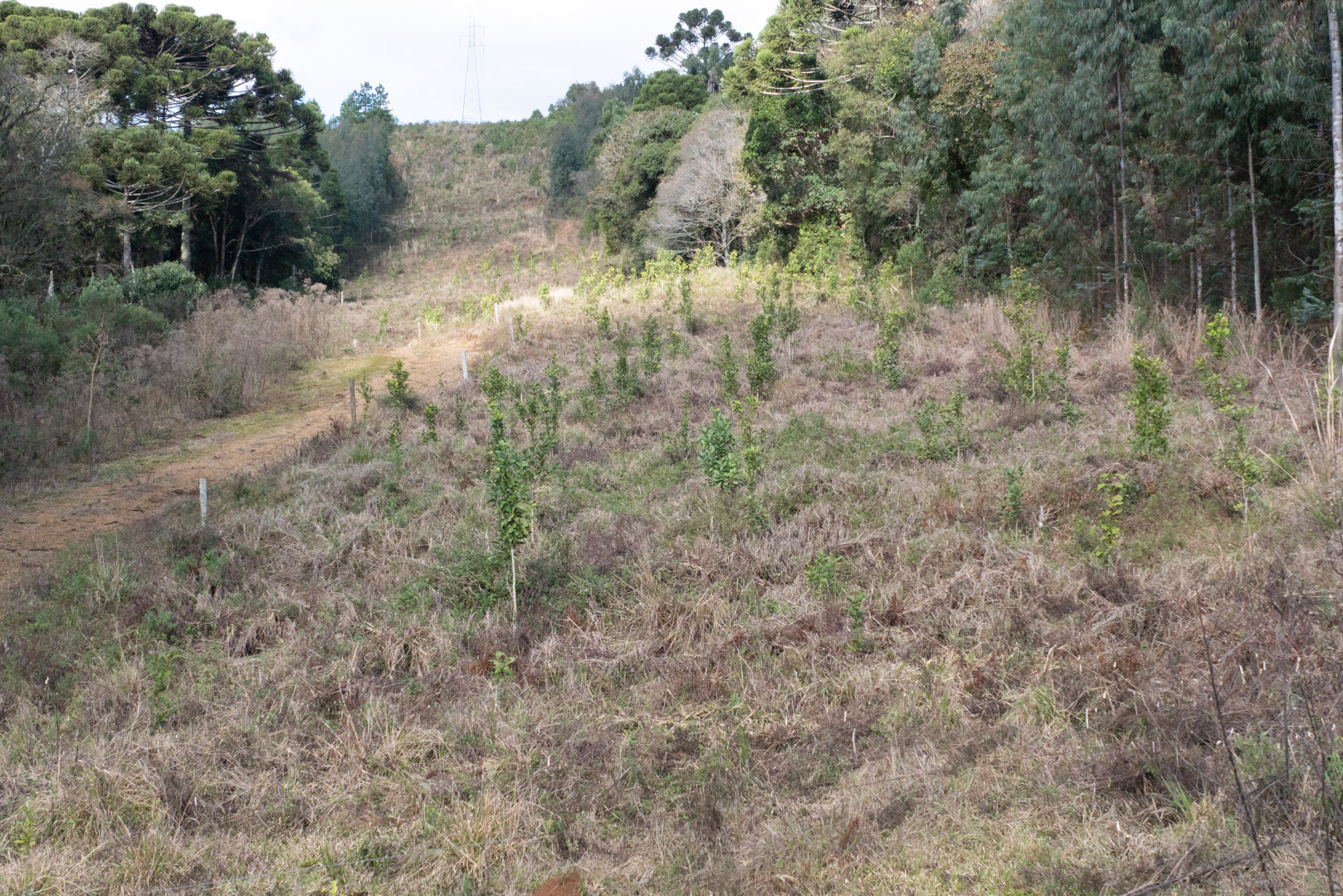 COPEL - Propriedade rural cumpre a Lei Estadual da Faixa Limpa com solução rentável e sem danos à rede elétrica