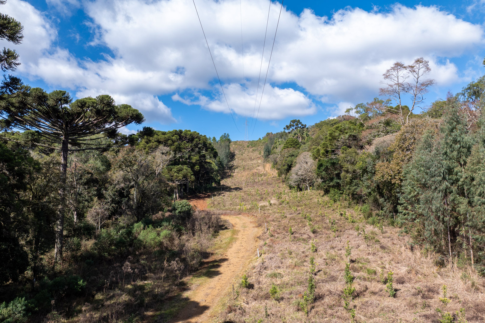 COPEL - Propriedade rural cumpre a Lei Estadual da Faixa Limpa com solução rentável e sem danos à rede elétrica