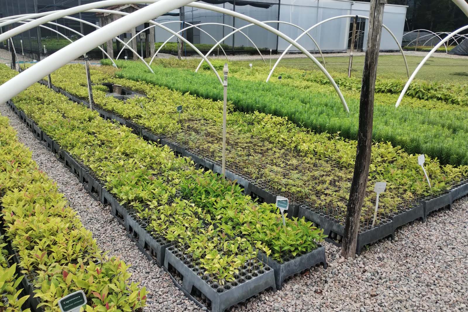 Nova Portaria editada pelo Instituto Água e Terra prevê novas diretrizes para a doação de mudas no Paraná.