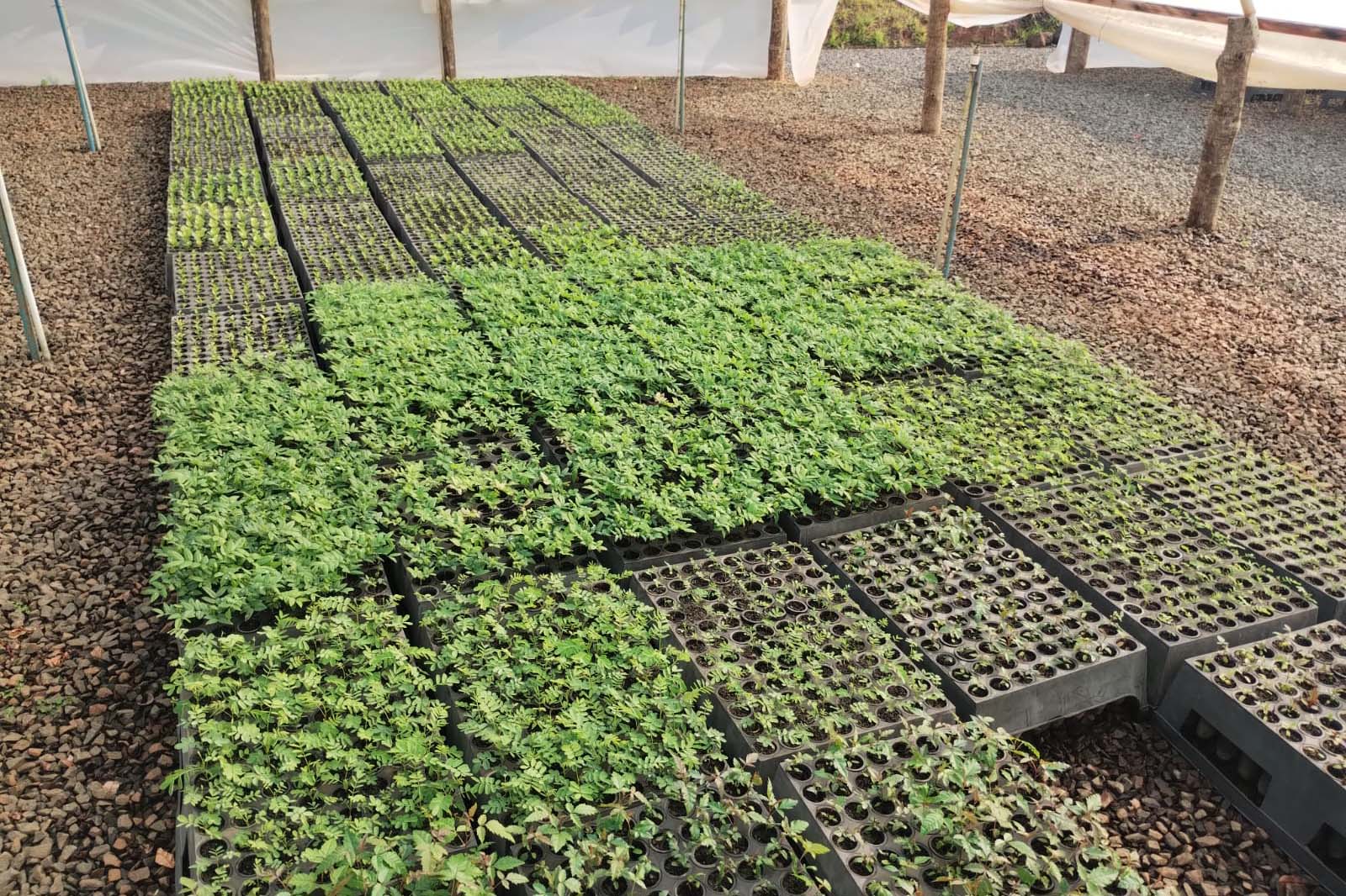 Nova Portaria editada pelo Instituto Água e Terra prevê novas diretrizes para a doação de mudas no Paraná.