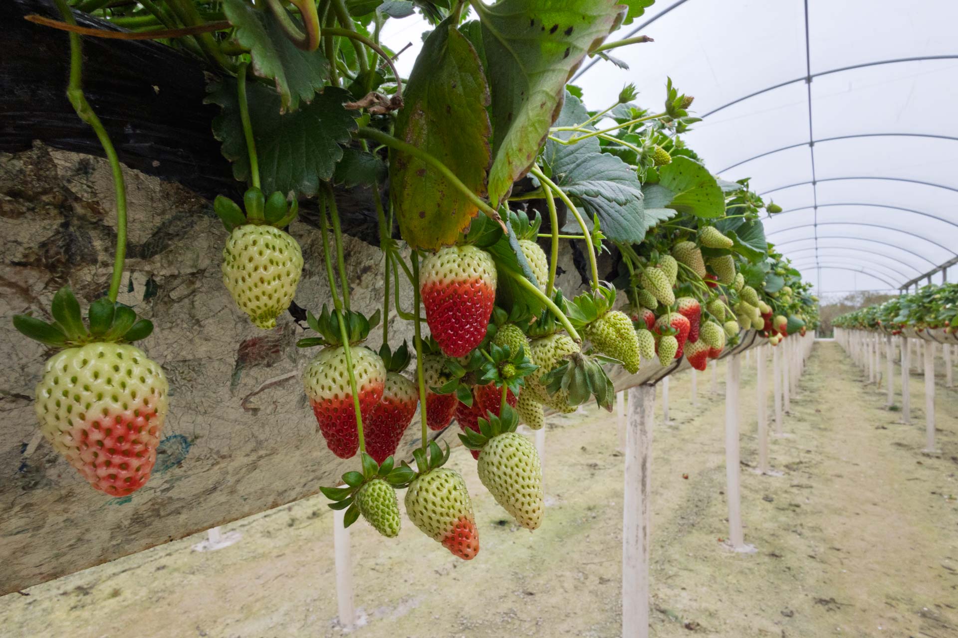 Agricultores do Rio Miringuava apoiados pela Sanepar estreiam na Feira de Sabores.