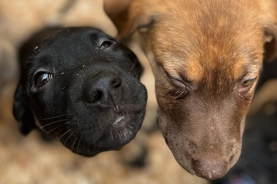 SEFA - De Norte a Sul: Nota Paraná impulsiona organizações sociais com prêmios de R$ 5 mil