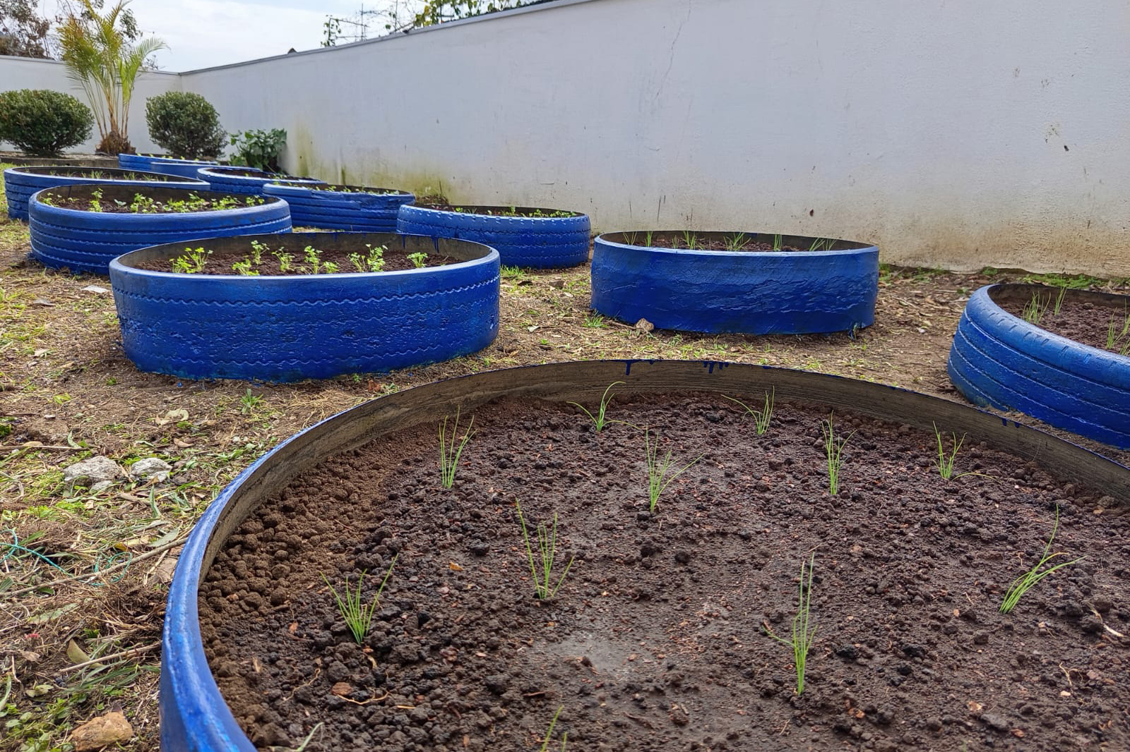 Sanepar ensina a cultivar hortas comunitárias