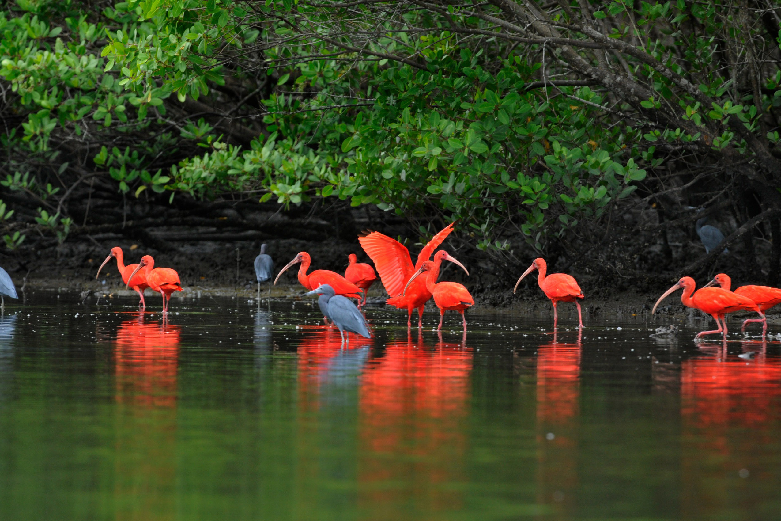 Único Estado do Brasil com dois Patrimônios Naturais da Humanidade