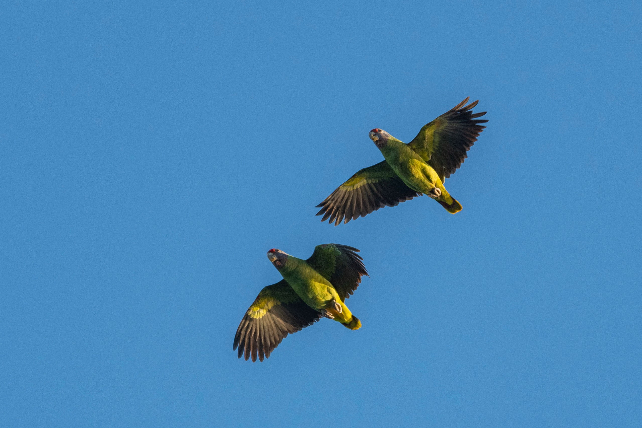 Único Estado do Brasil com dois Patrimônios Naturais da Humanidade