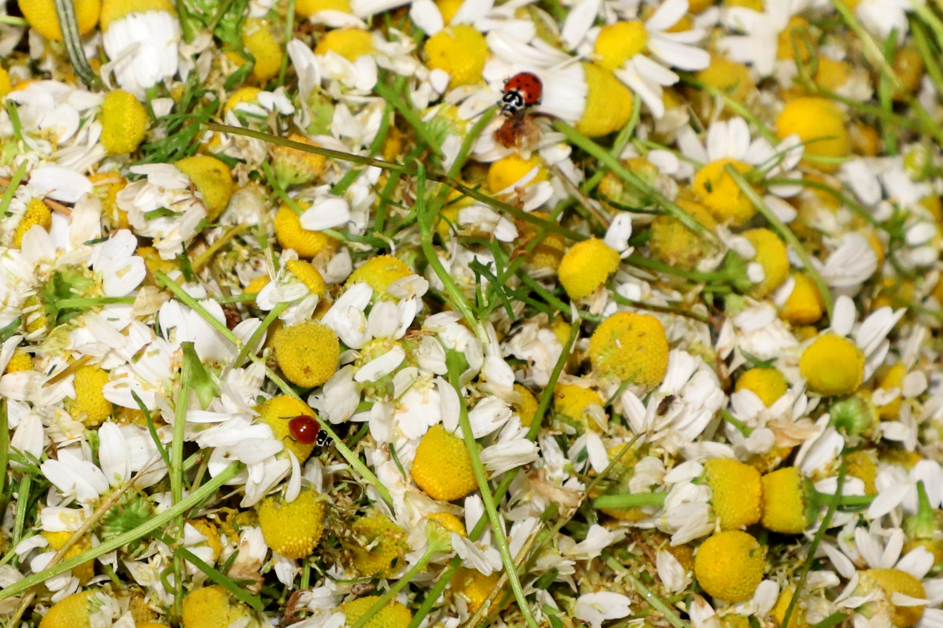 Paraná consolida liderança na produção de camomila e movimenta R$ 15 milhões no campo