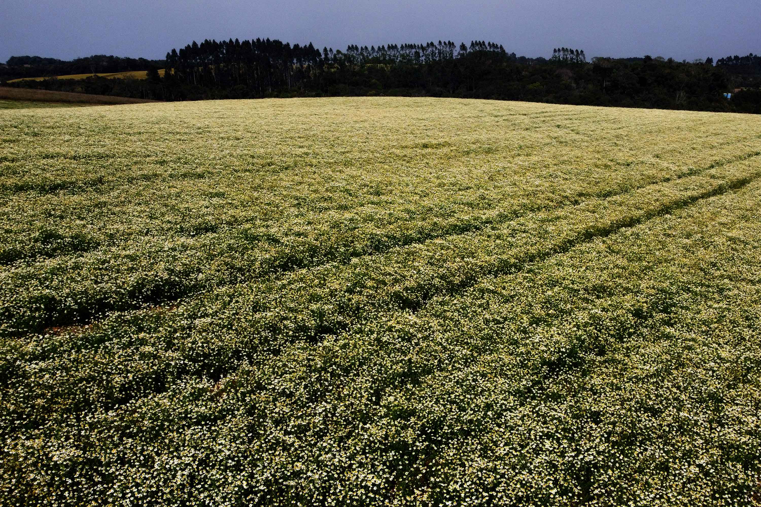 Paraná consolida liderança na produção de camomila e movimenta R$ 15 milhões no campo