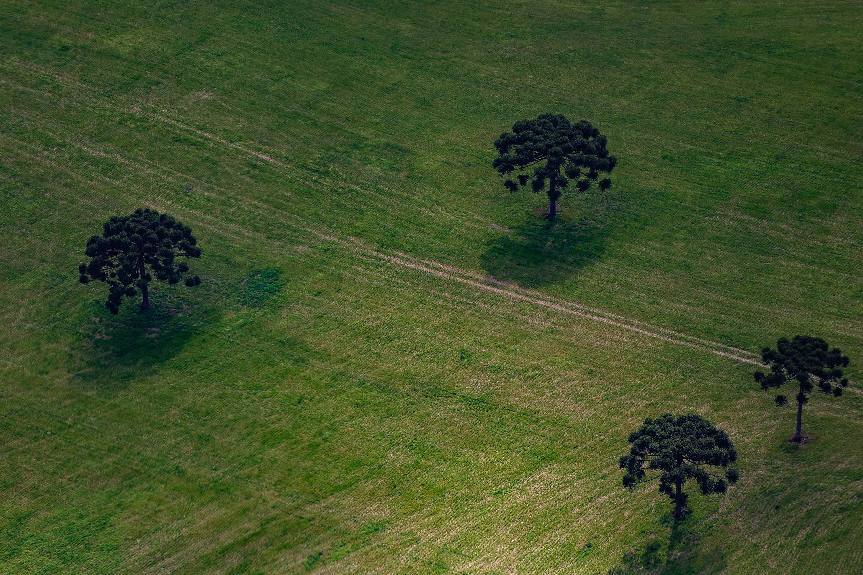 TRF4 mantém vitória do Paraná sobre legislação ambiental e dá segurança aos agricultores