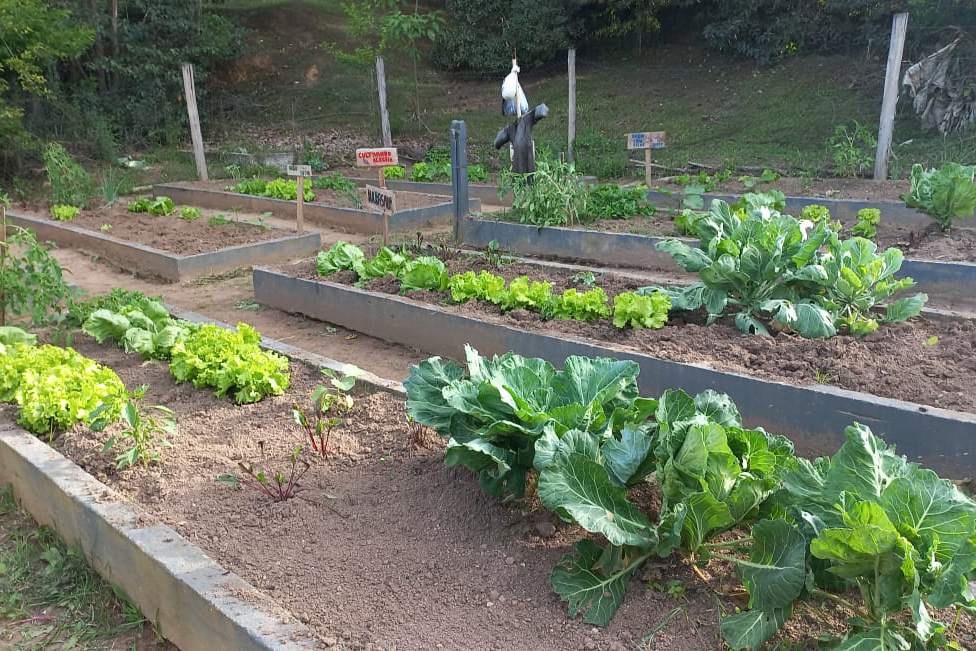Hortas nutrem novos saberes e escolhas saudáveis nas escolas da rede pública do Paraná