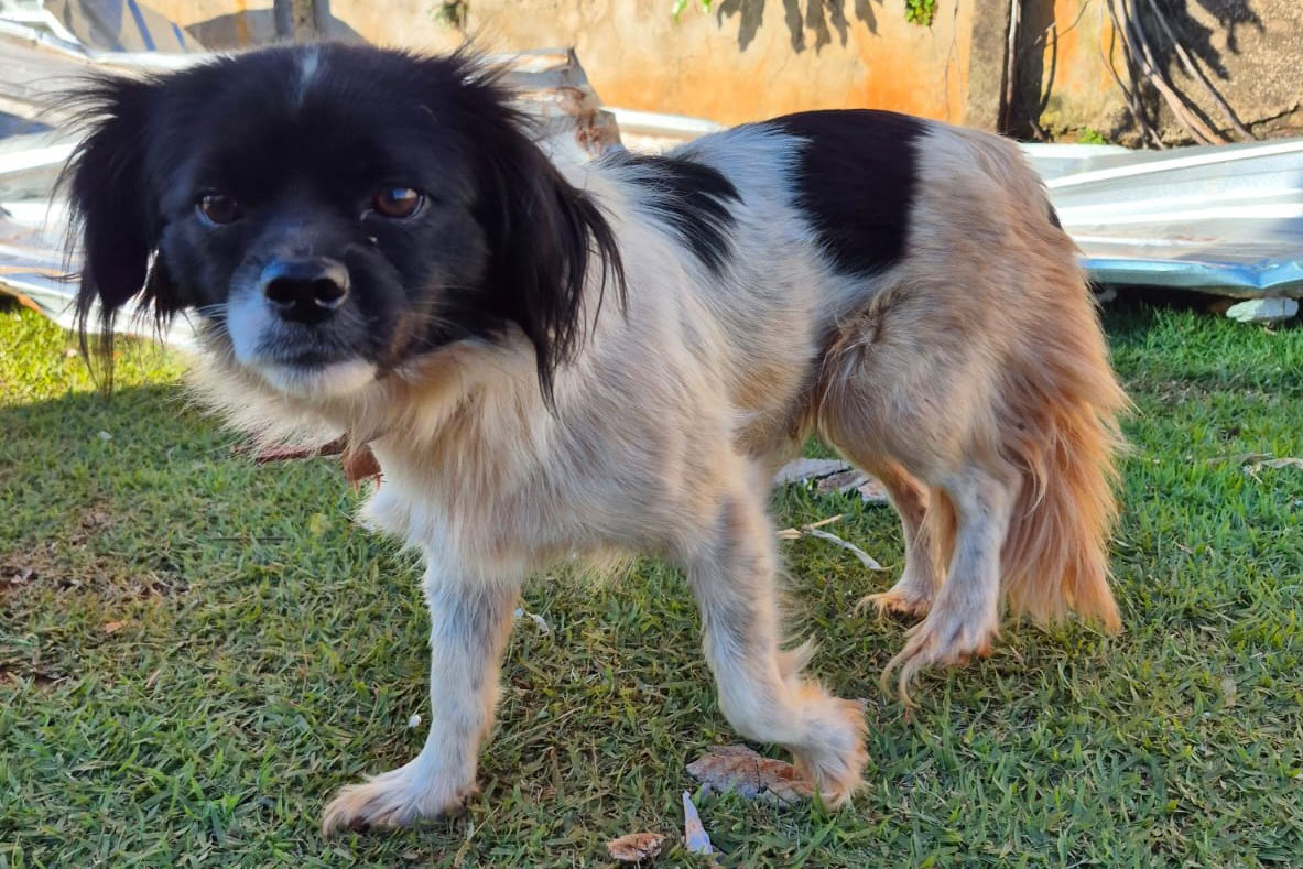 Rede Estadual de Manejo de Animais em Desastres (REMAD) já atendeu mais de 2.300 animais na região destruída pelo tornado da semana passada