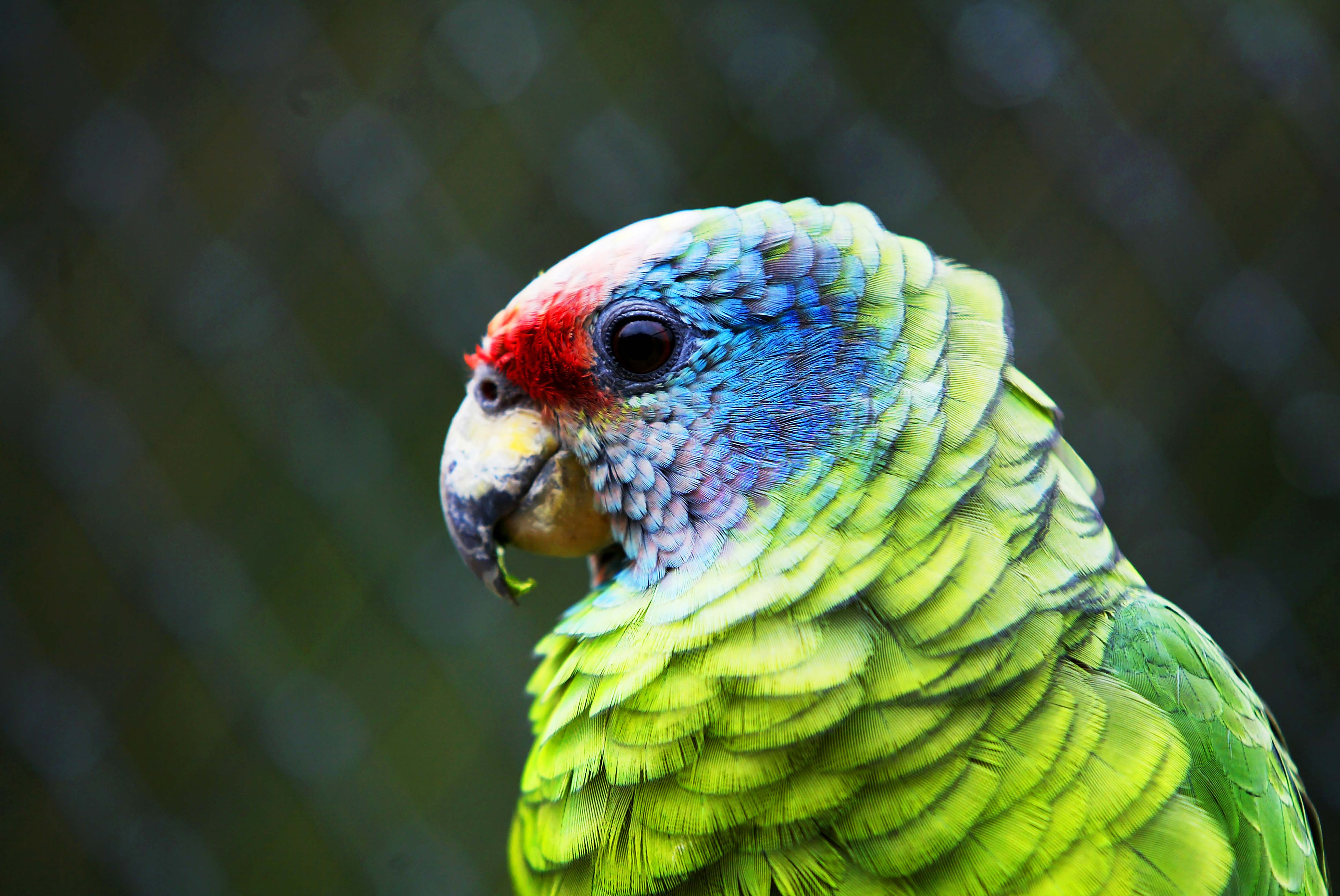 Instituto Água e Terra elaborou um informativo para orientar quem deseja comprar espécies da fauna silvestre de forma legal no Paraná.