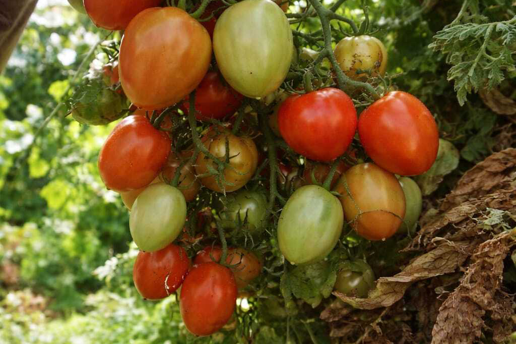 SEAB - Colheita histórica de tomate em Maria Helena destaca atuação do IDR-Paraná e força do manejo técnico