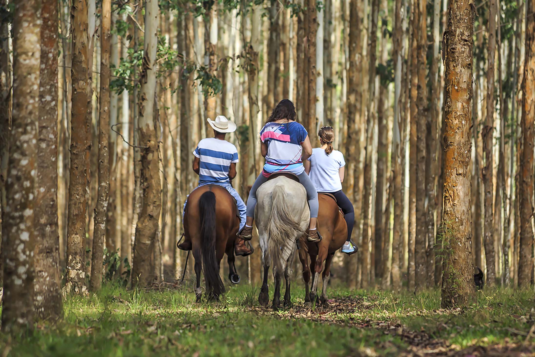 Turismo Rural no Paraná pesquisa mostra setor em expansão e perfil qualificado de empreendedores