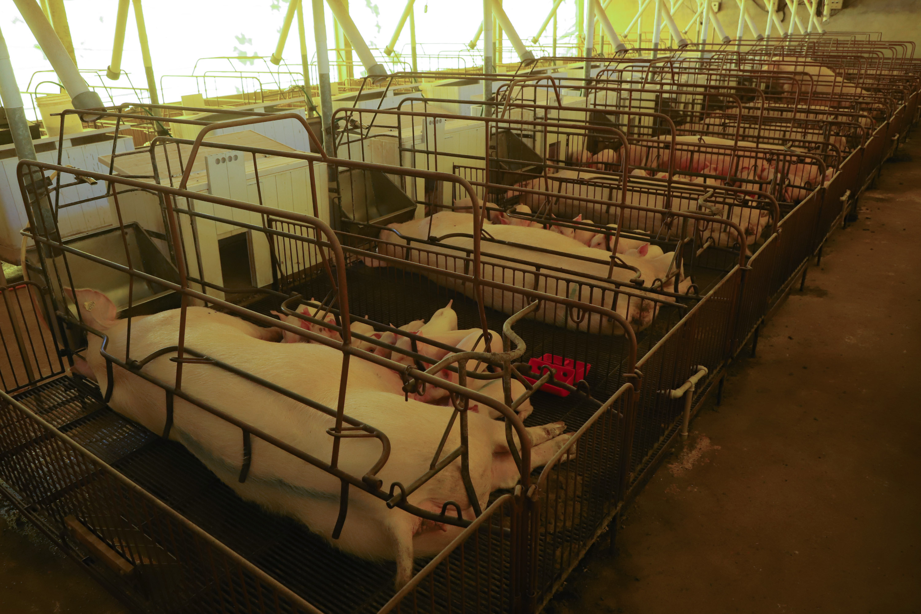 Paraná consolida liderança na genética suína, aponta Deral