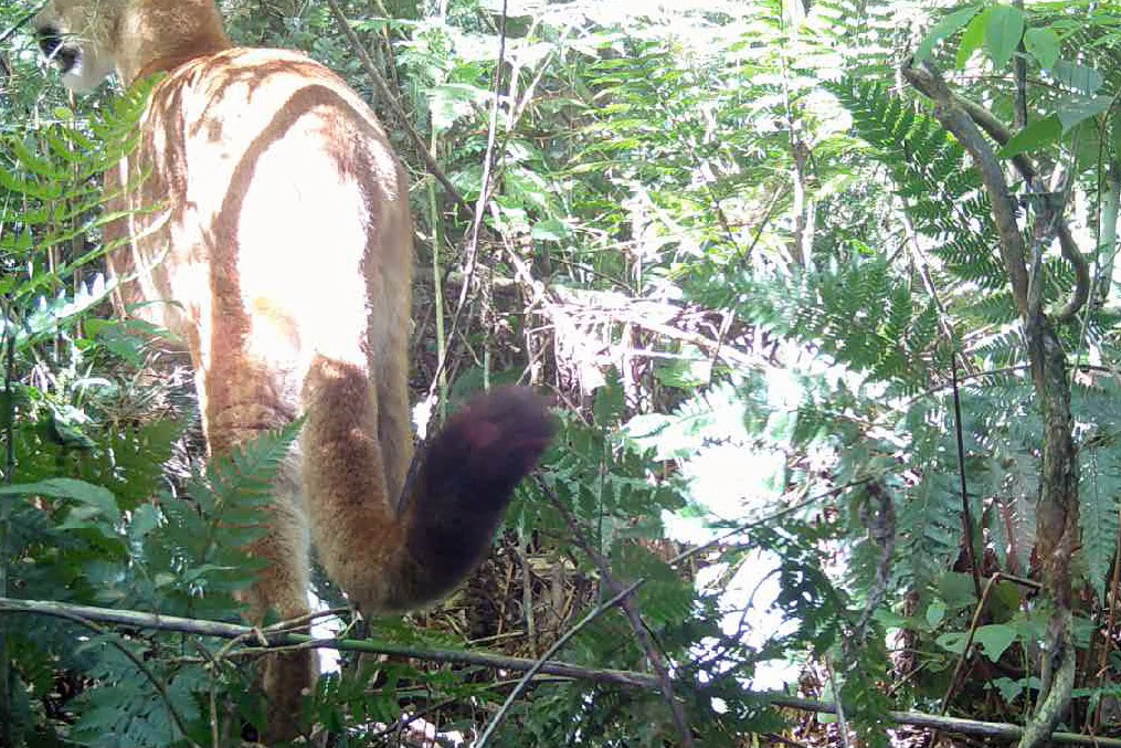 IAT - Onça no Rio Guarani
