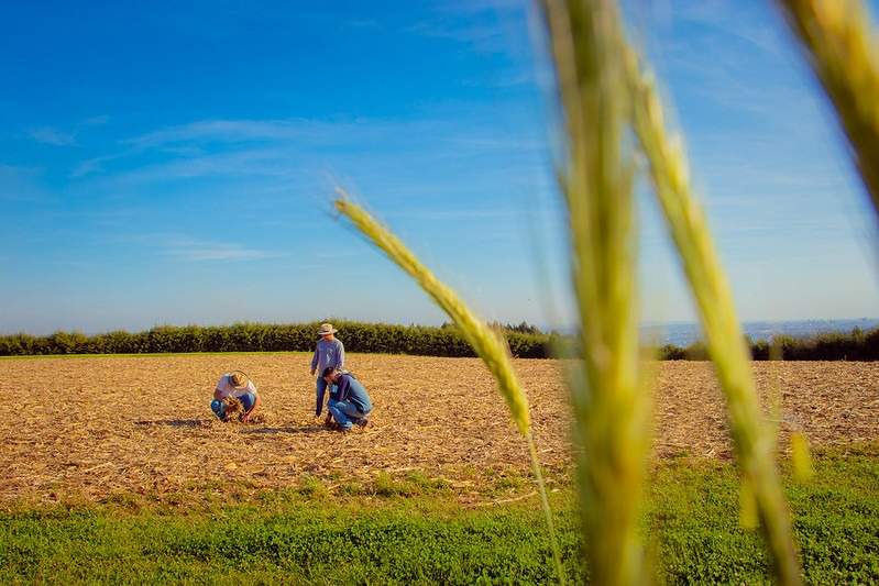 Fundação Araucária apresenta soluções inovadoras para o agro no Show Rural