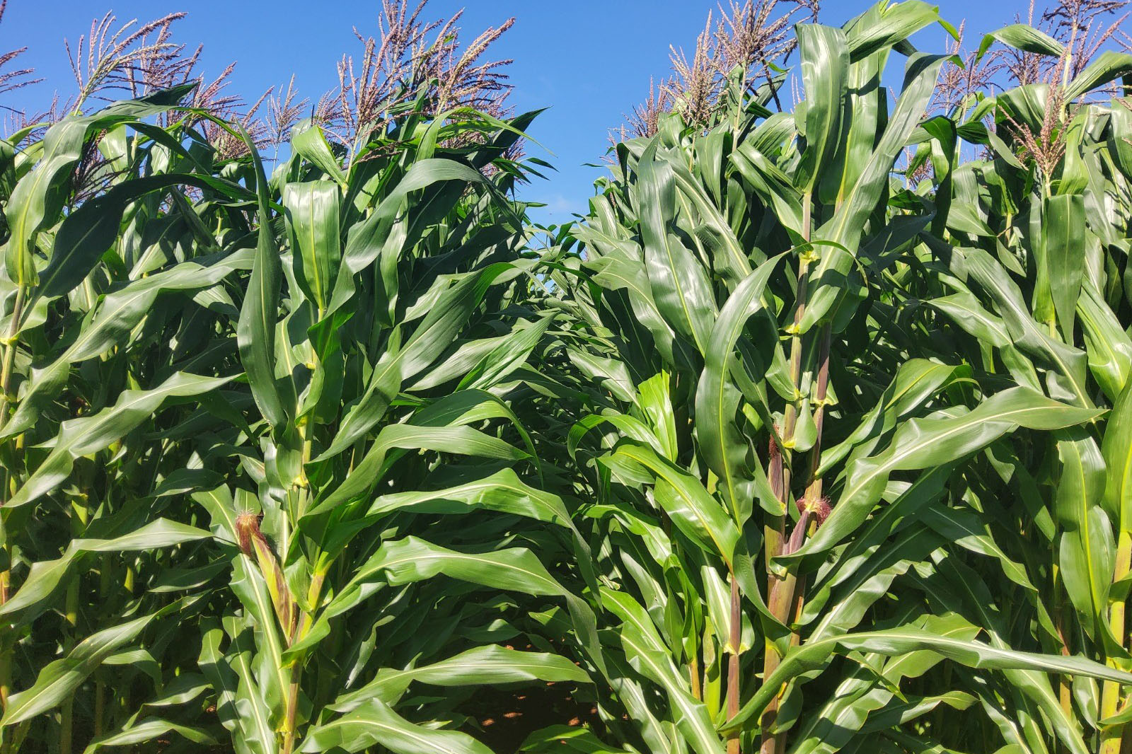 IDR-Paraná lança cultivar de milho branco no Show Rural 2026
