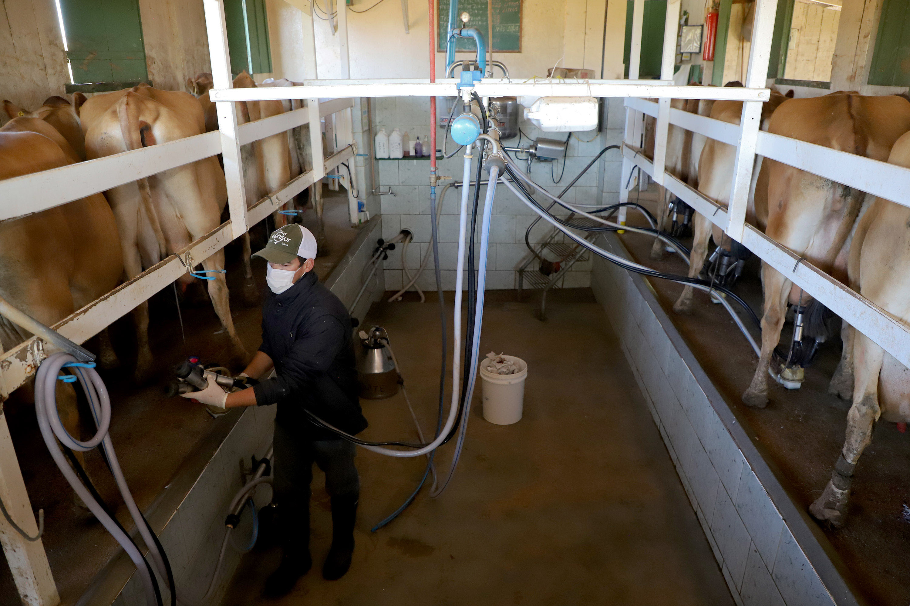 Crédito do BRDE à cadeia do leite do Paraná acelera 84% no último ano