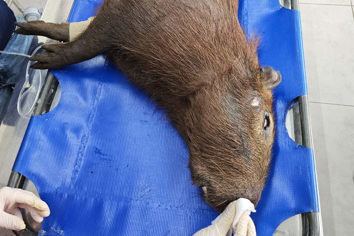 Para celebrar o Dia Nacional dos Animais, técnicos do Instituto Água e Terra de Pato Branco, no Sudoeste do Paraná, devolveram à natureza uma capivara.