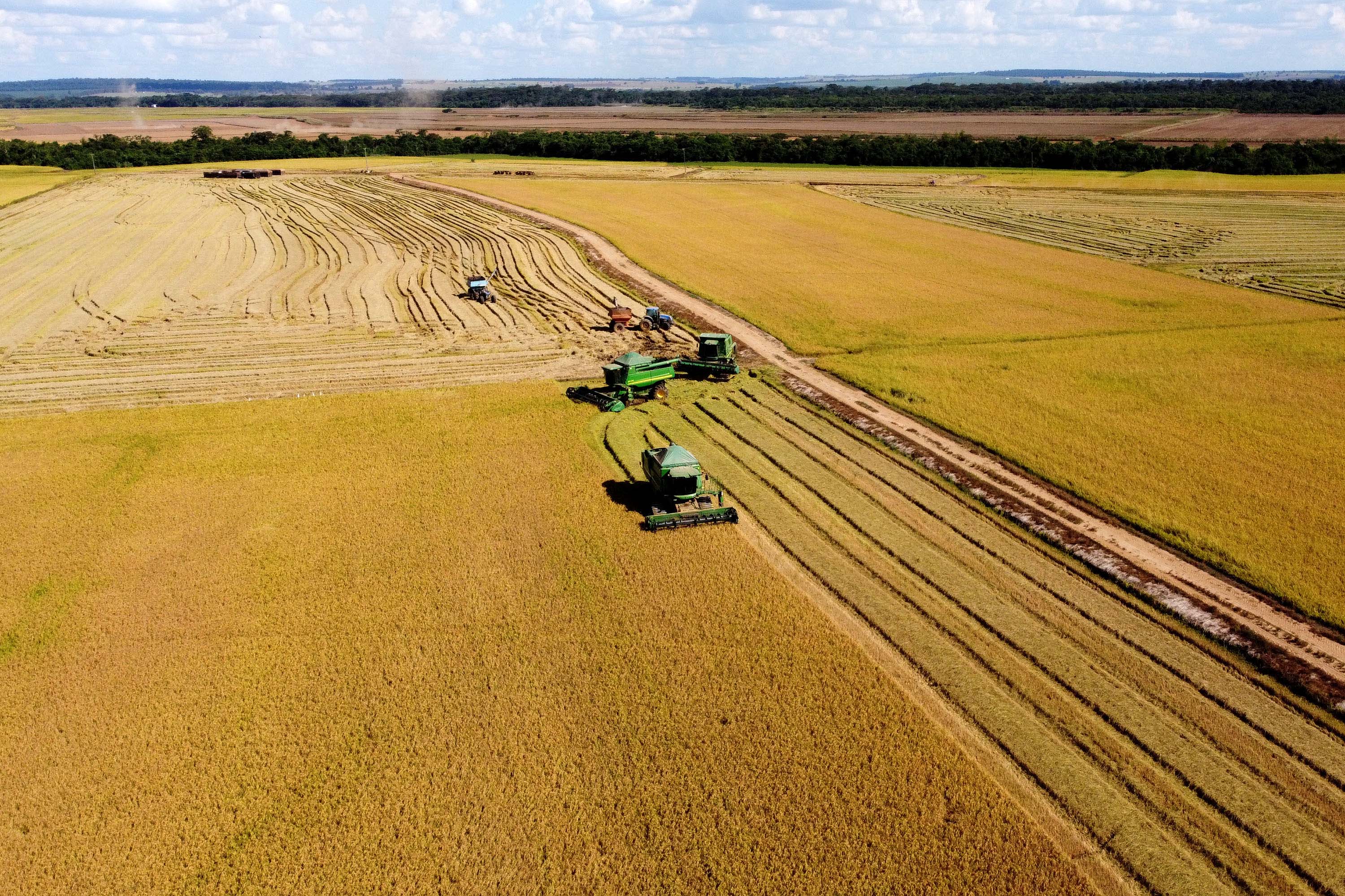 Paraná projeta retomada na cultura da pera e safra de recuperação no arroz, aponta Deral